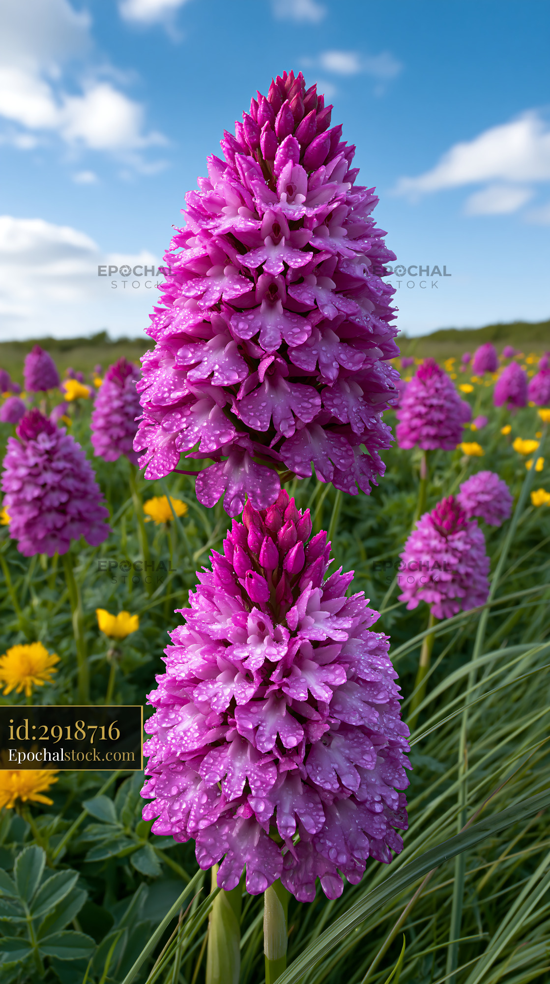 Watermarked full-resolution preview of Purple flowers surrounded by yellow blooms in a green field