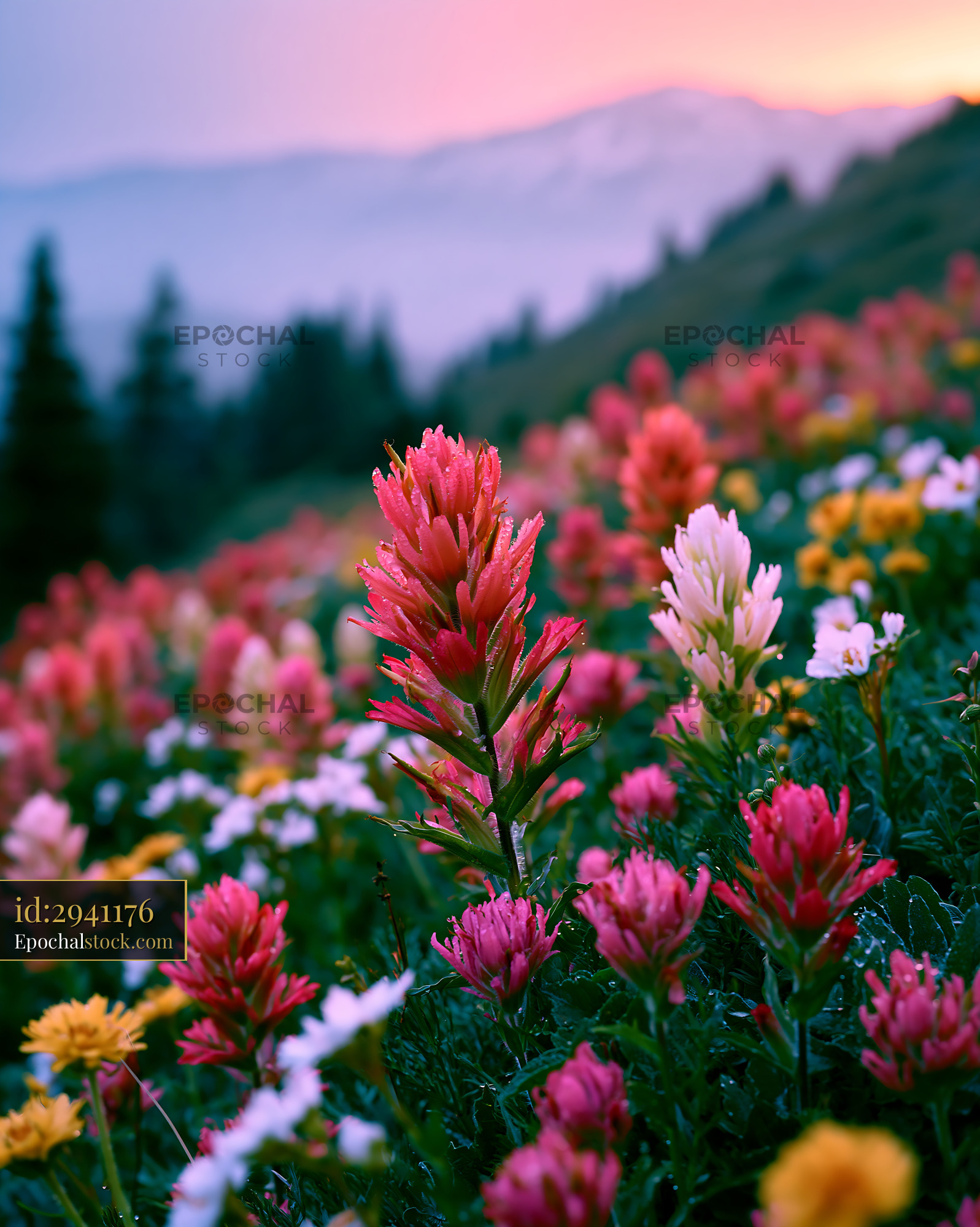 Watermarked full-resolution preview of Colorful wildflower field during sunset in the mountains