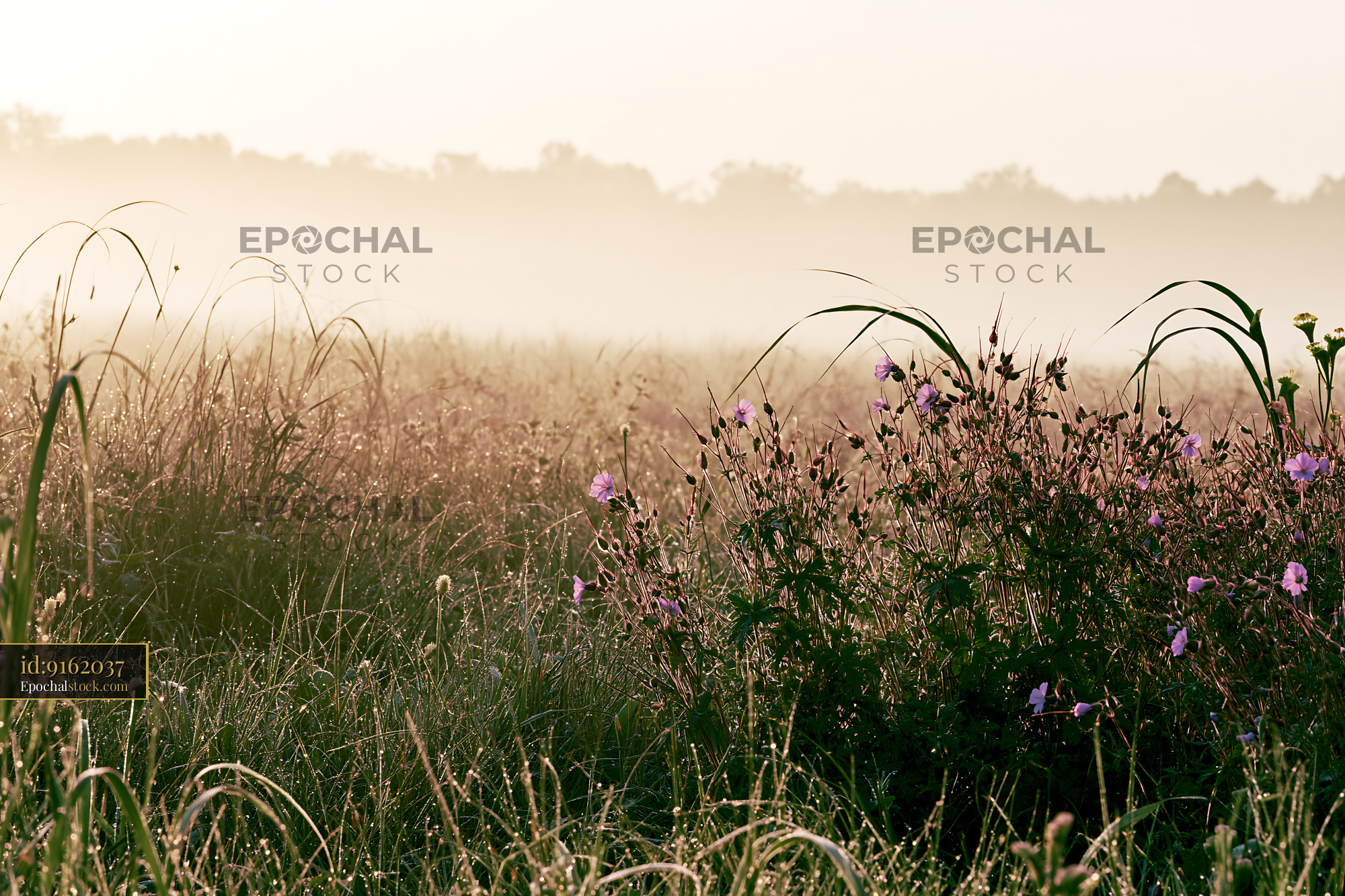 Watermarked full-resolution preview of Early morning mist over a field with wildflowers