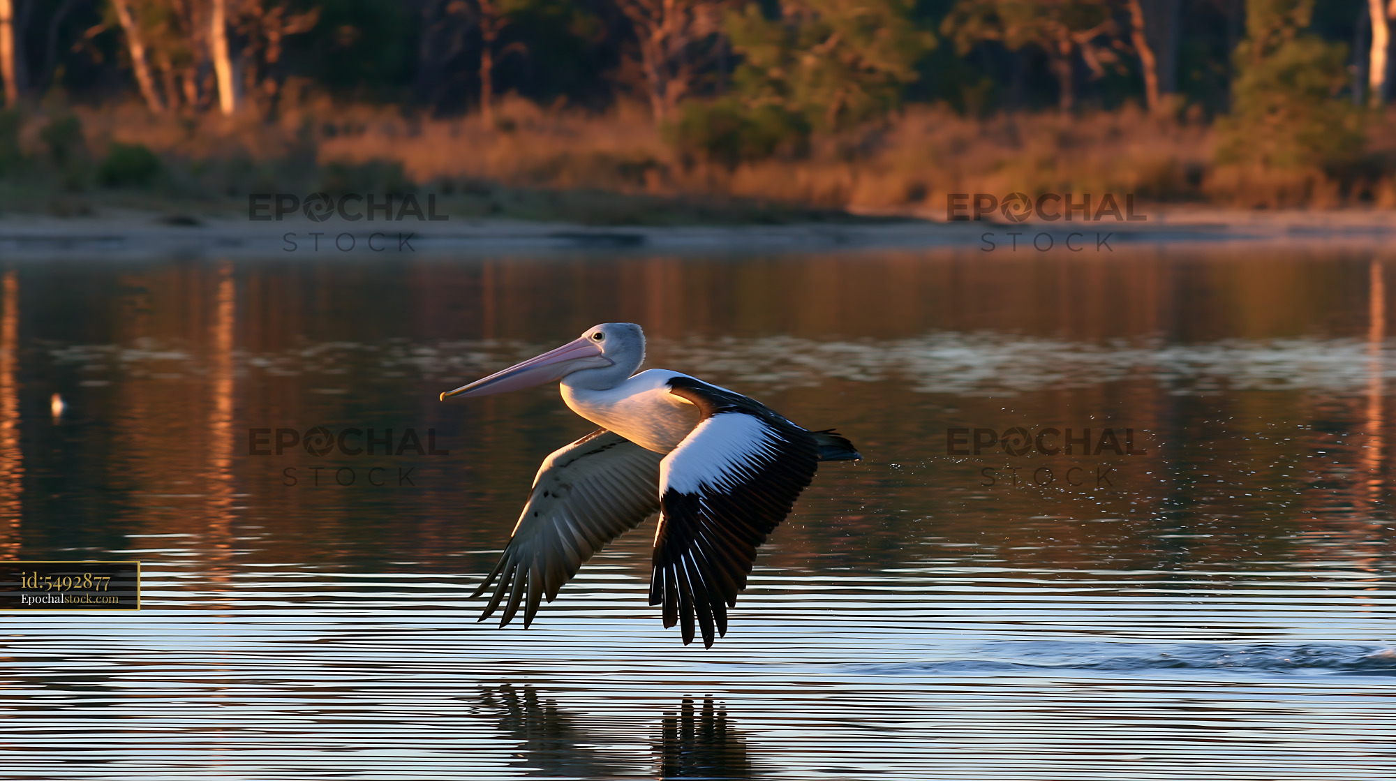Watermarked full-resolution preview of Pelican in Flight Above Lagoon Water
