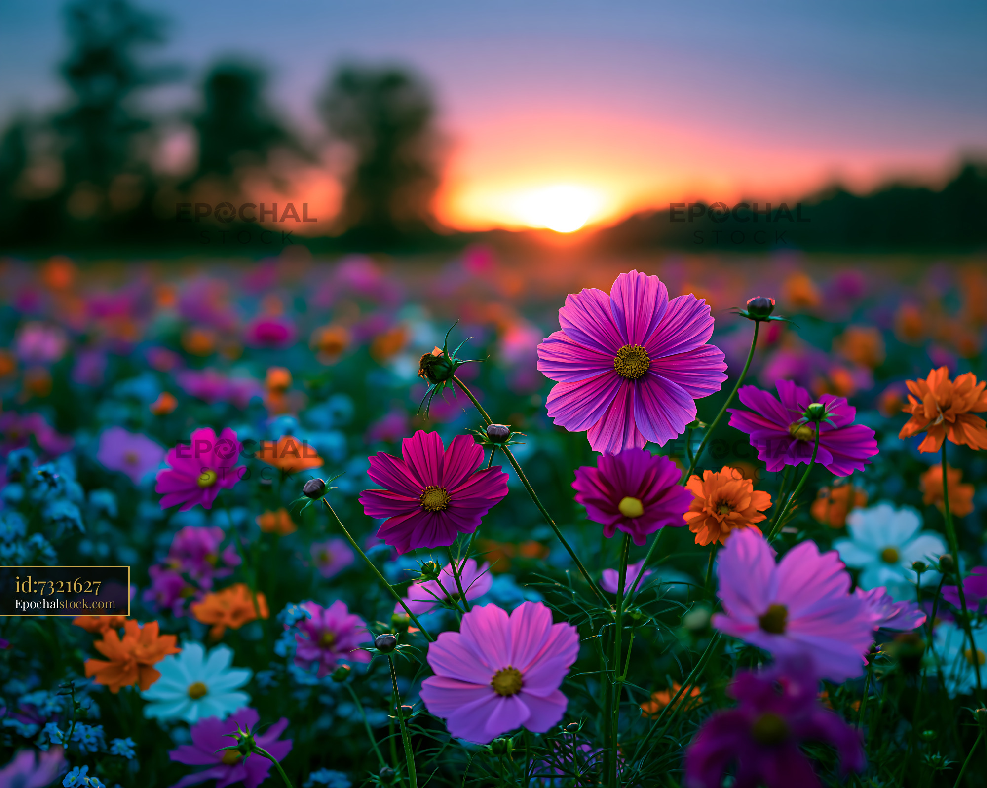Watermarked full-resolution preview of Colorful flowers in a field during sunset