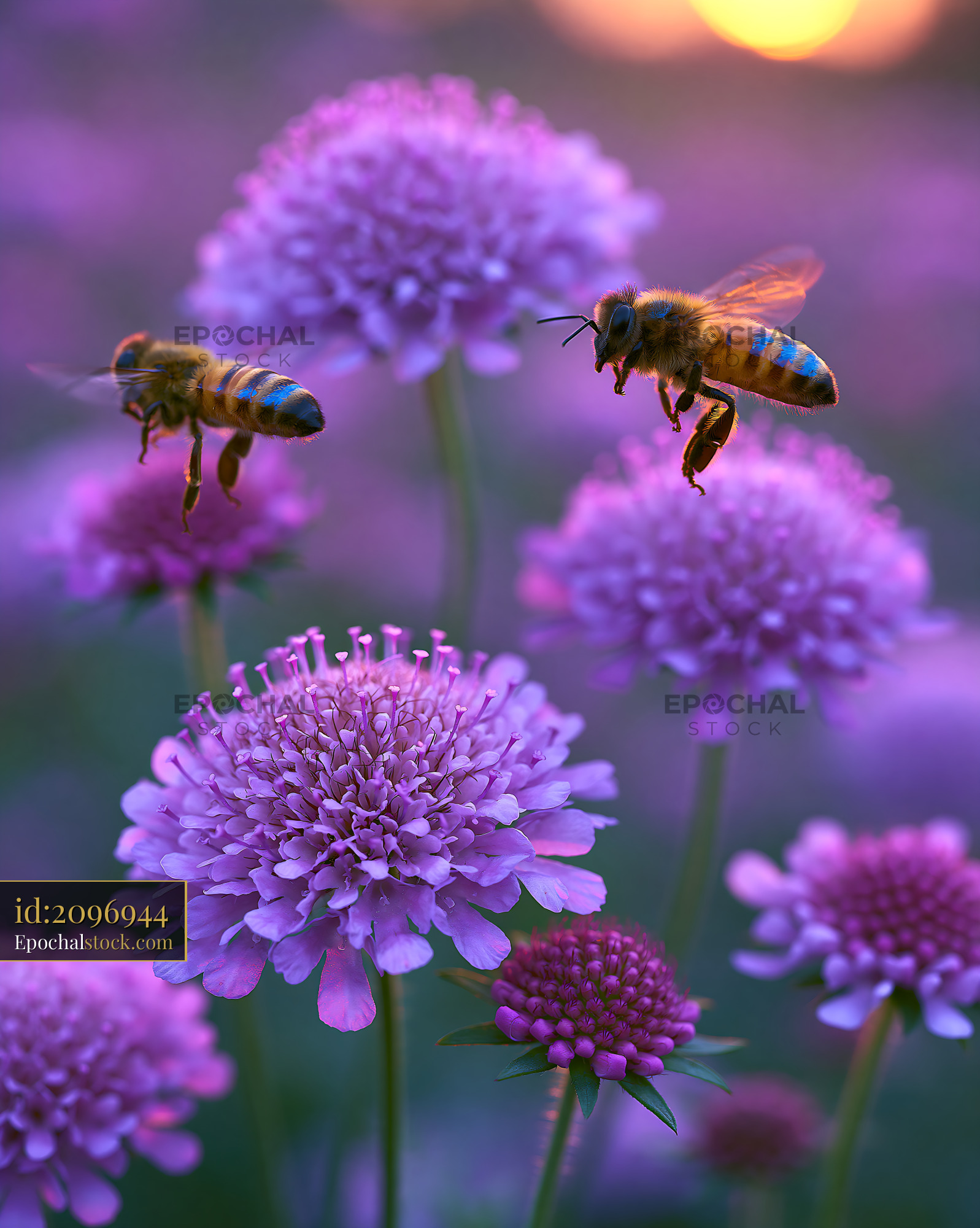 Watermarked full-resolution preview of Bees flying around purple flowers during sunset