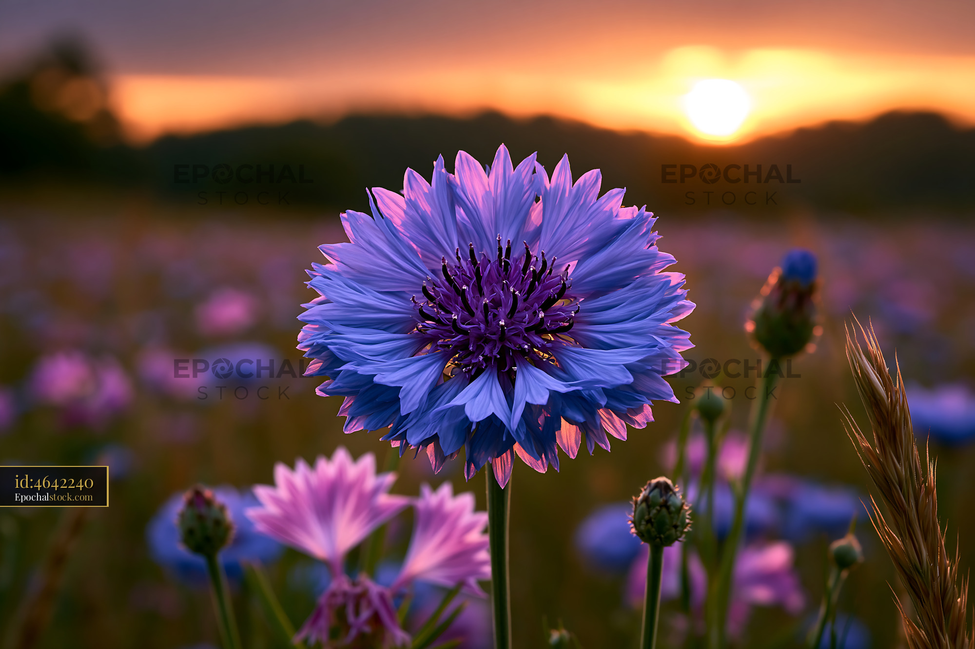 Watermarked full-resolution preview of Vibrant flower blooms in a field during sunset