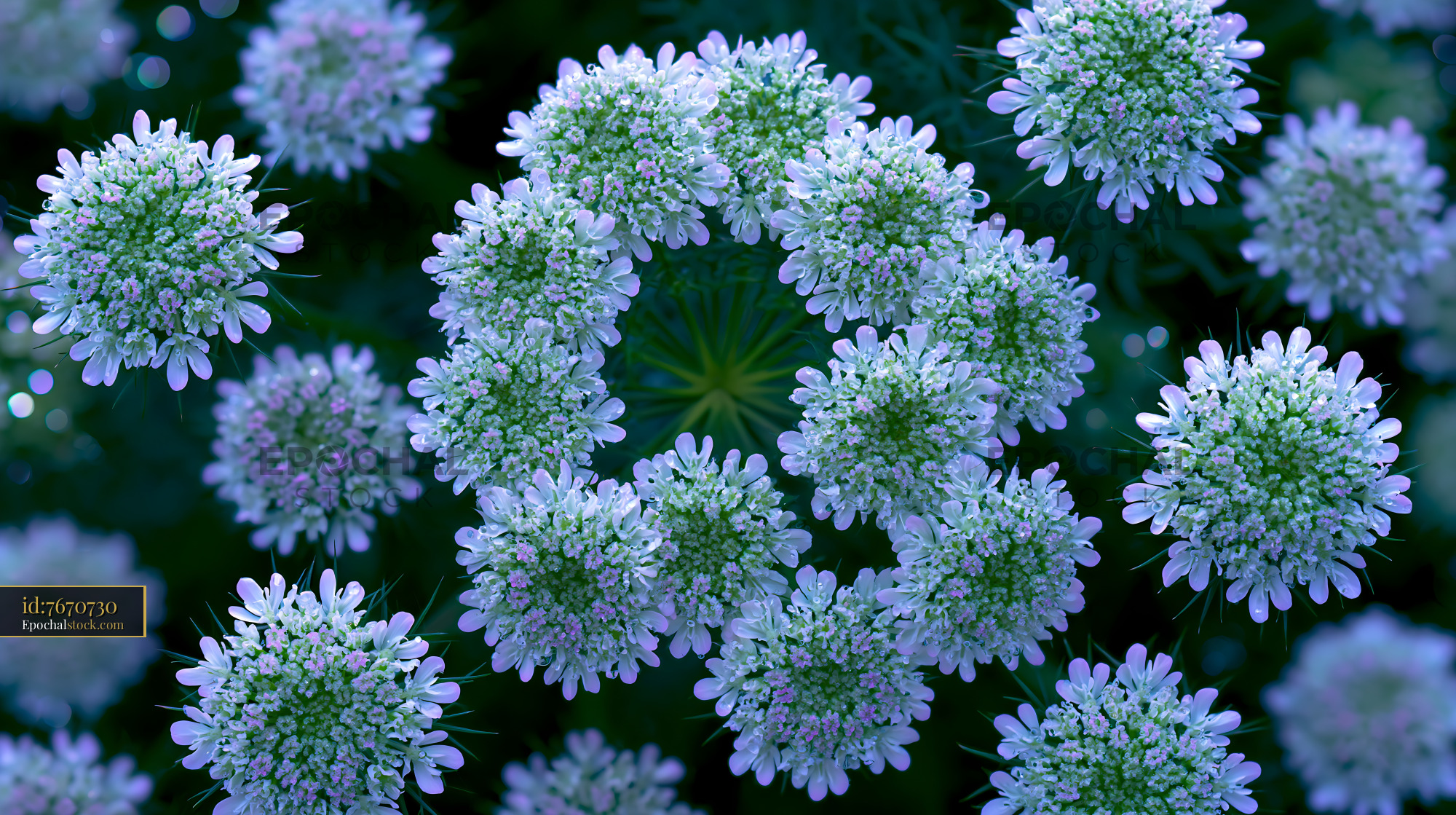 Watermarked full-resolution preview of Close-up view of white and purple flowers in a garden