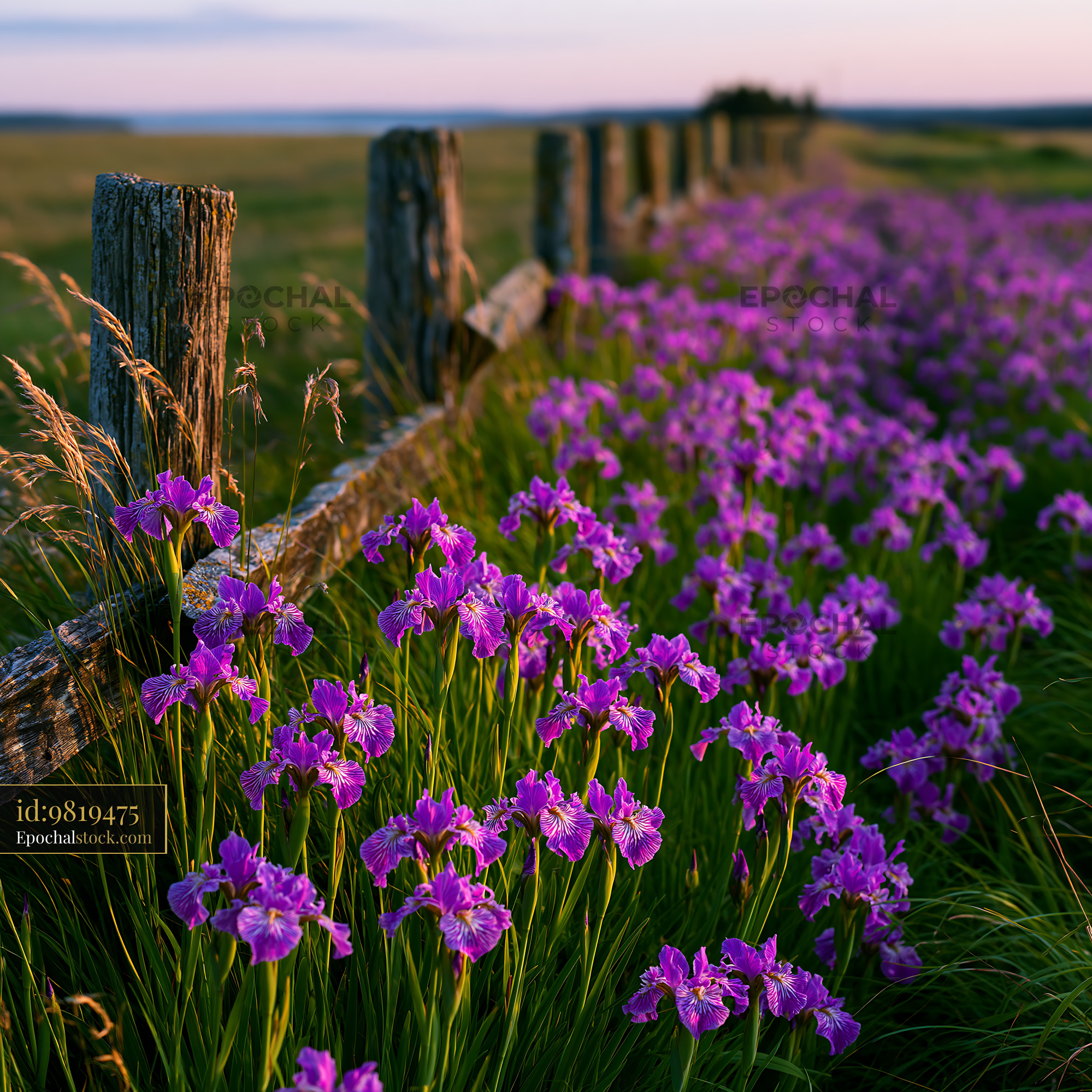 Watermarked full-resolution preview of Purple flowers along a wooden fence in a field at sunset