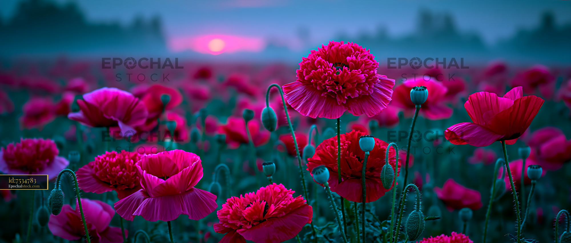 Watermarked full-resolution preview of Vibrant flowers bloom under a colorful sunset in the field