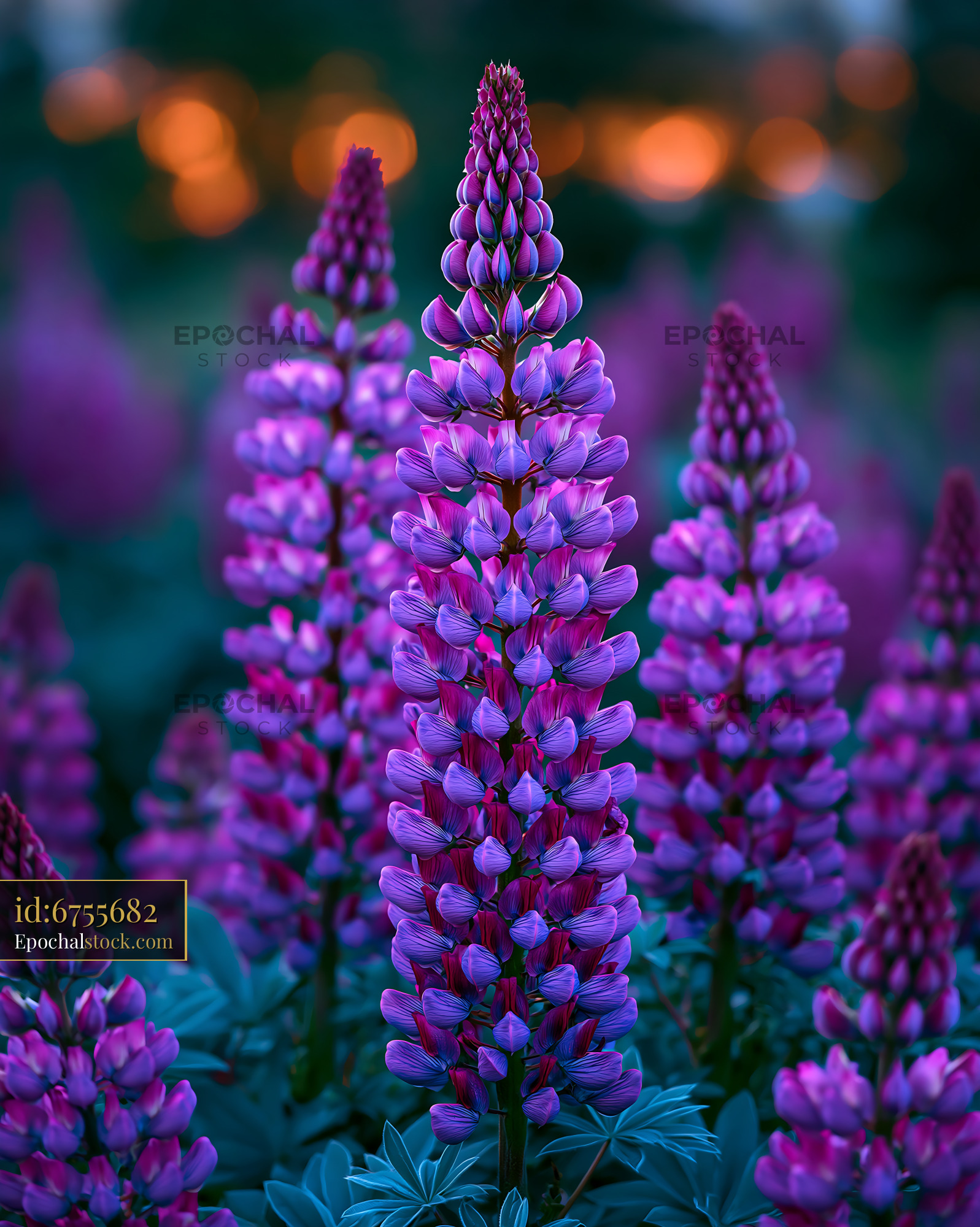 Watermarked full-resolution preview of Vibrant purple lupine flowers in a garden at twilight