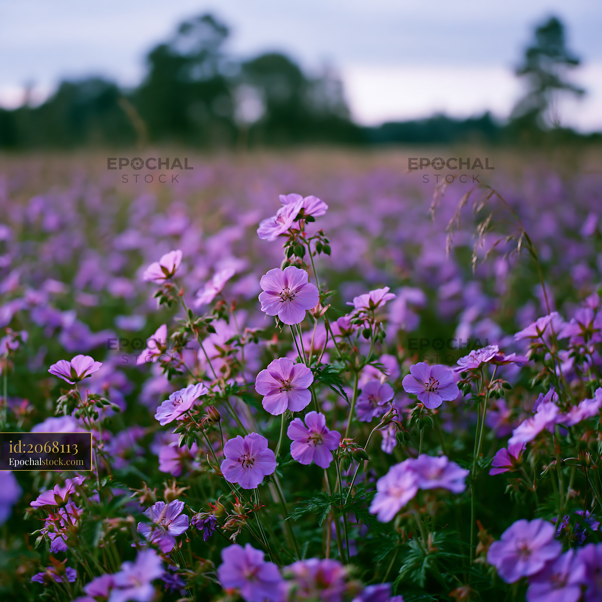Watermarked full-resolution preview of Purple wildflowers blooming in a field at dusk