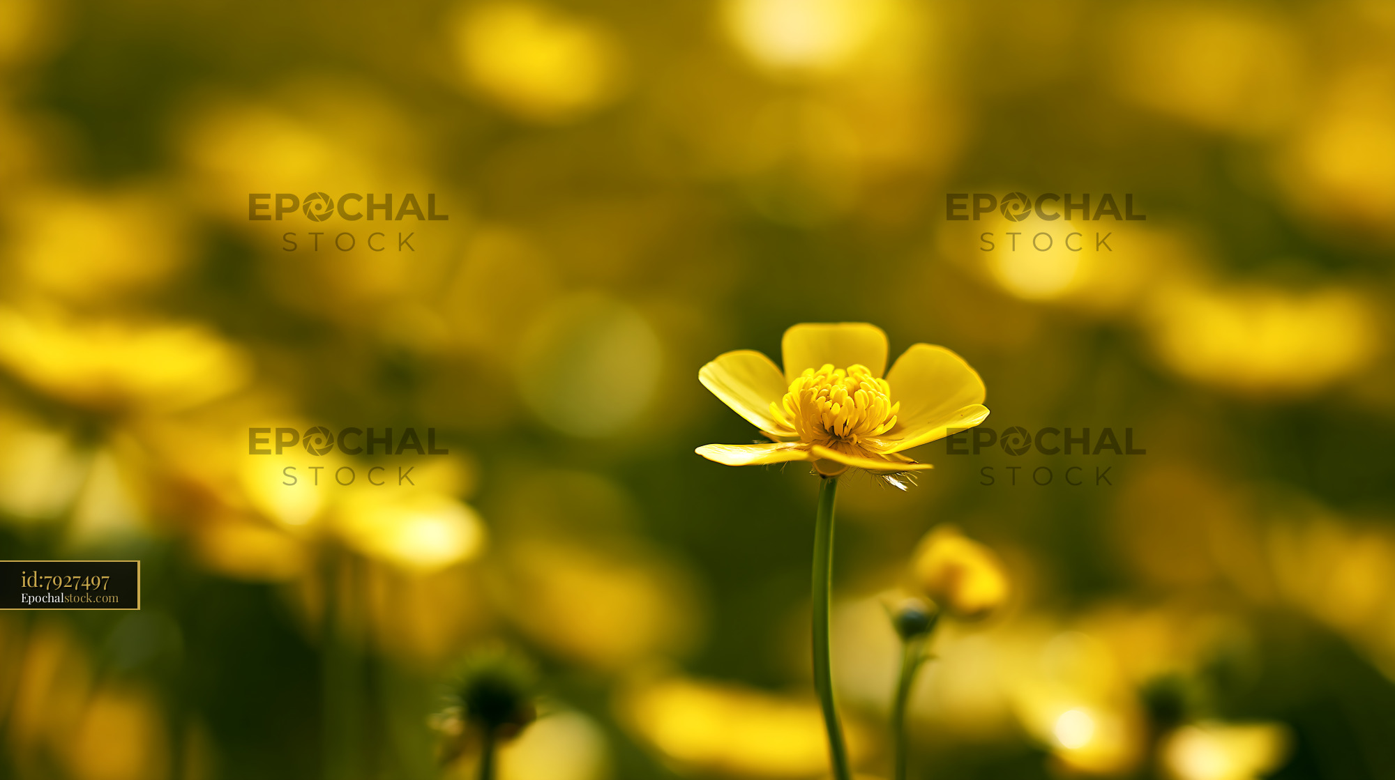 Watermarked full-resolution preview of Yellow flowers bloom in a vibrant field under sunlight