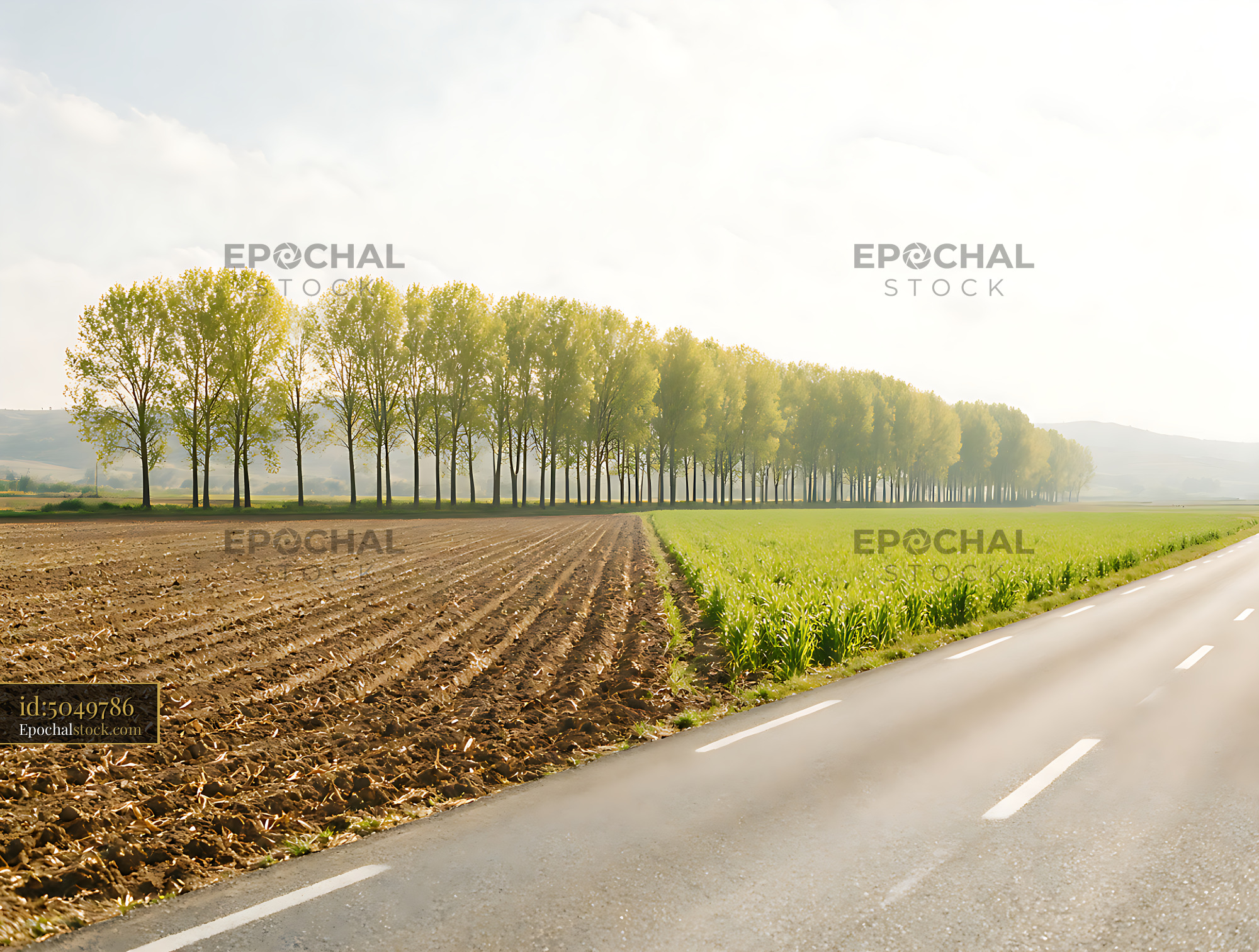 Watermarked full-resolution preview of Tree-lined rural road beside fields