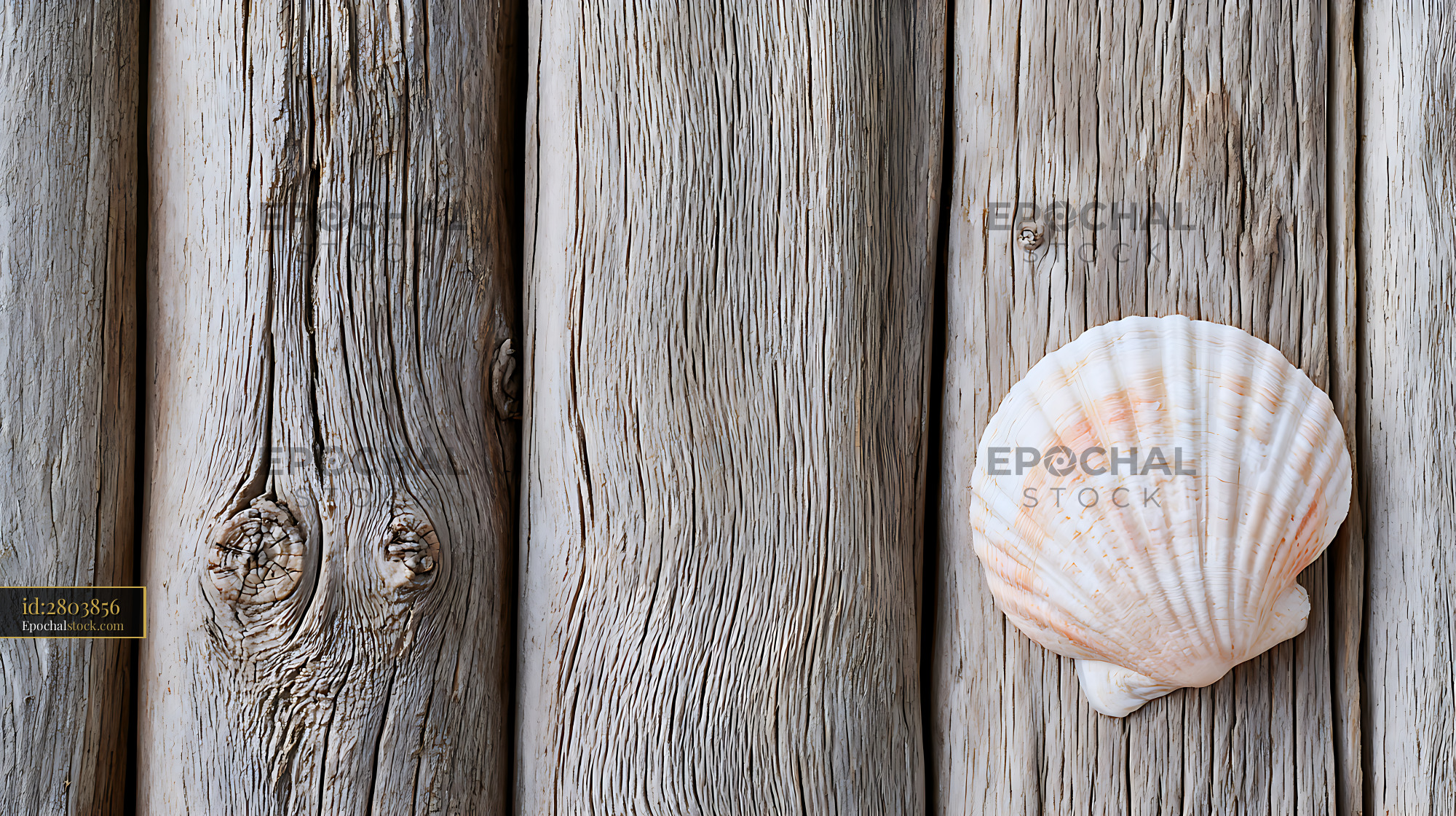 Watermarked full-resolution preview of Scallop shell on weathered wooden surface