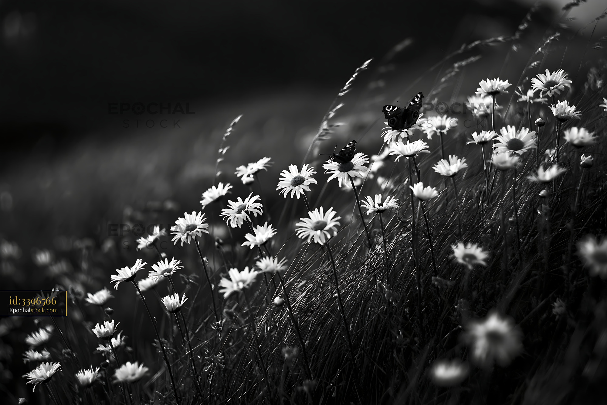 Watermarked full-resolution preview of Butterflies hovering over white daisies in a grassy field