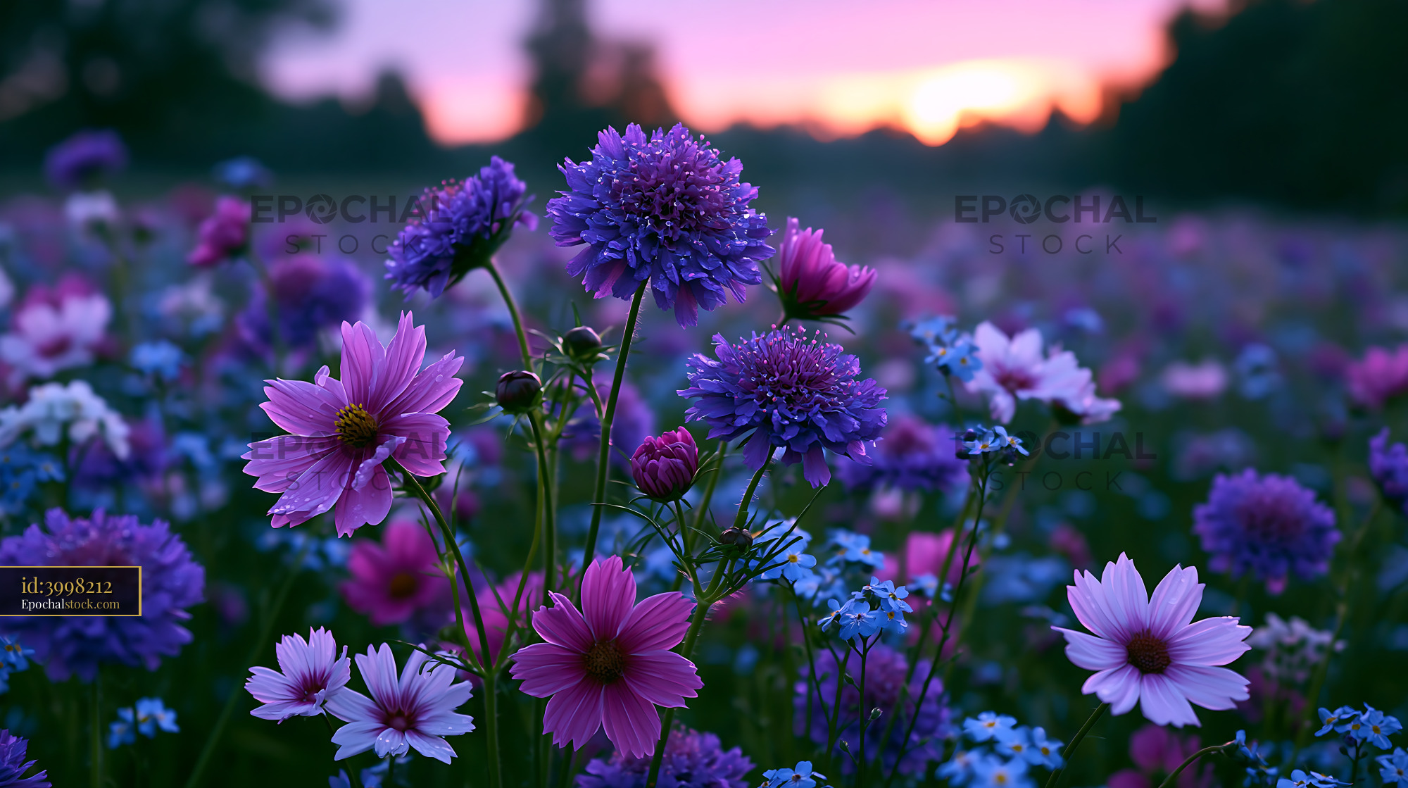 Watermarked full-resolution preview of Colorful wildflowers in a field at sunset