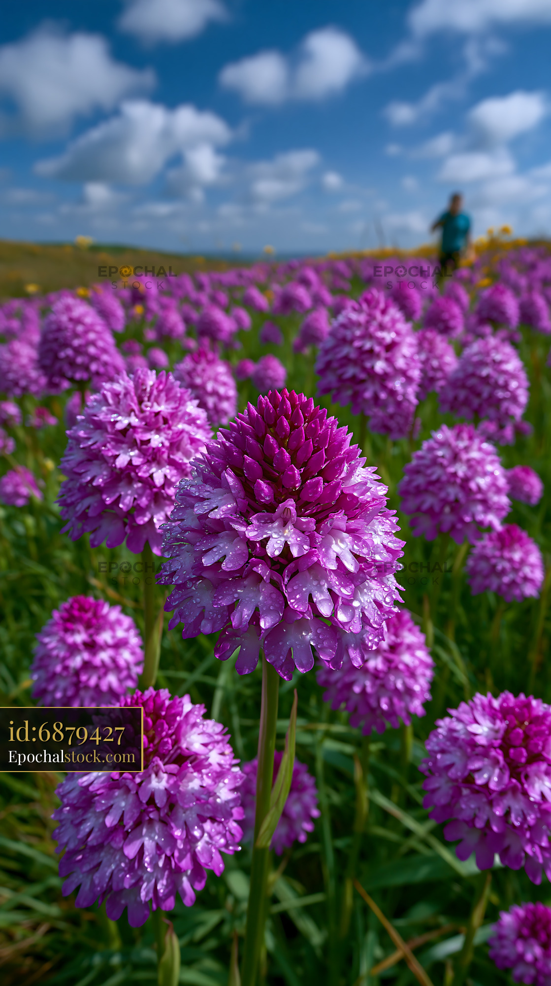 Watermarked full-resolution preview of Purple flowers bloom in a field with a person walking in distance