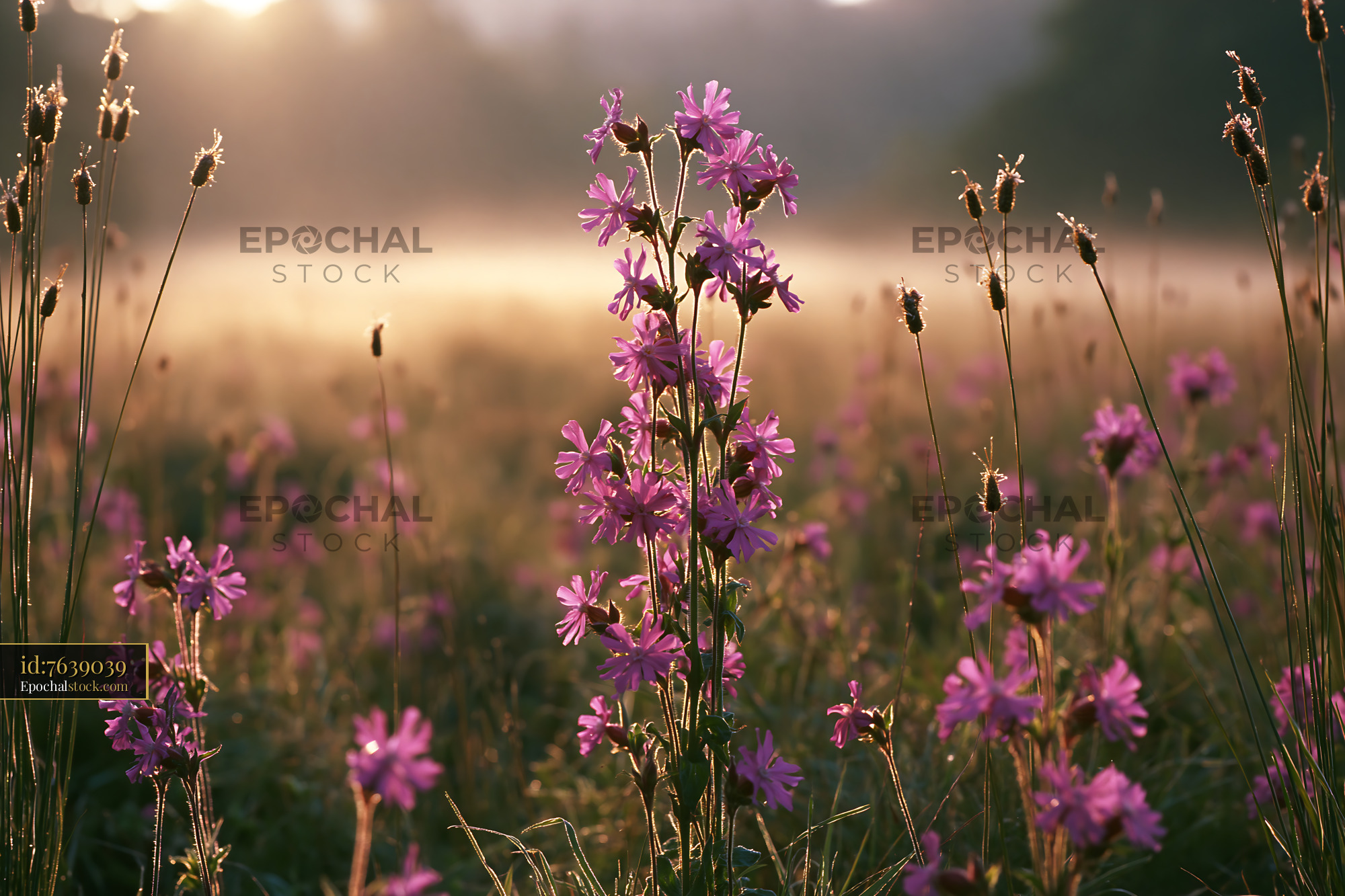 Watermarked full-resolution preview of Purple wildflowers bloom in a field during sunrise