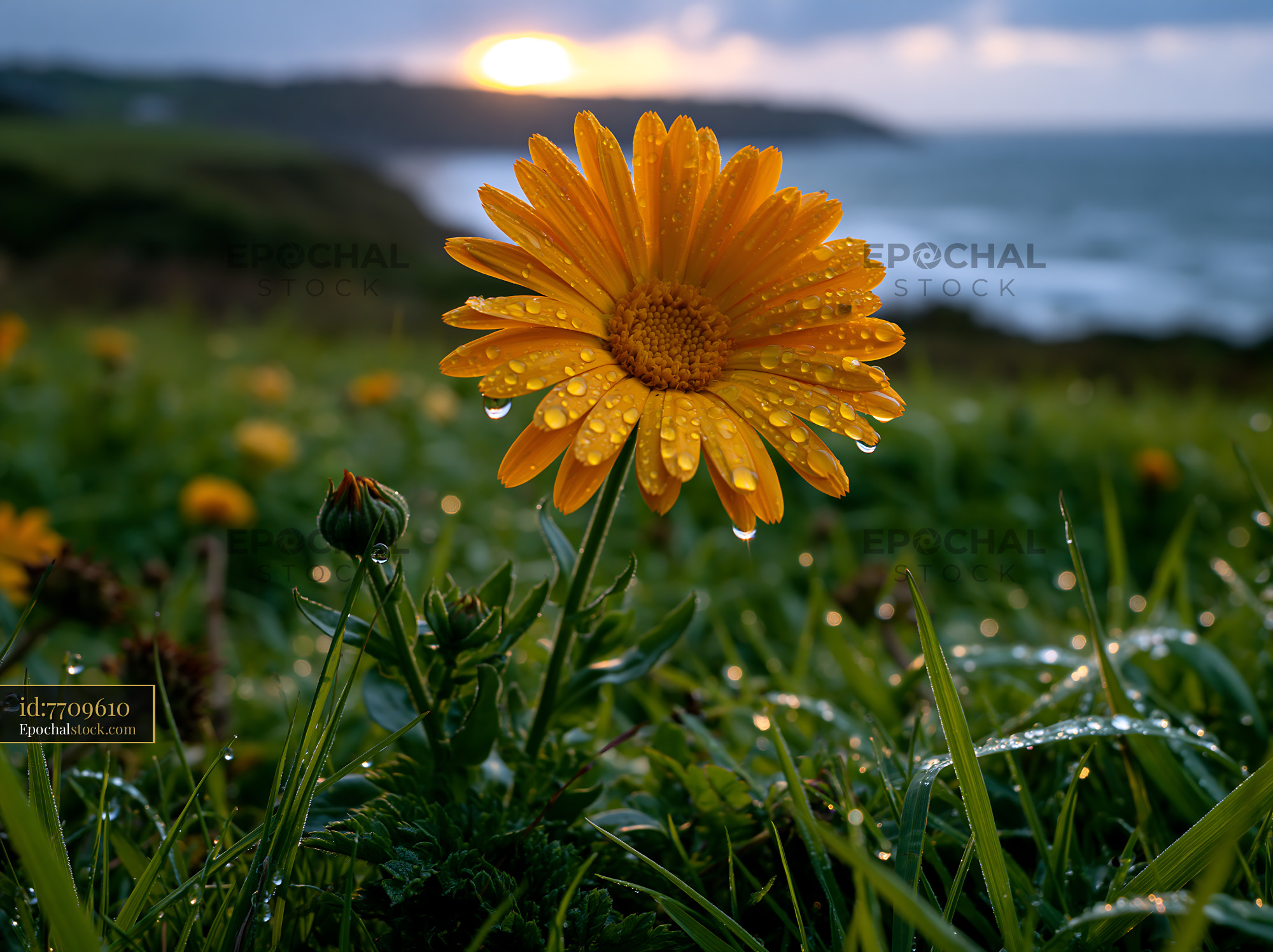 Watermarked full-resolution preview of Bright yellow flower with dew beside the ocean at sunset