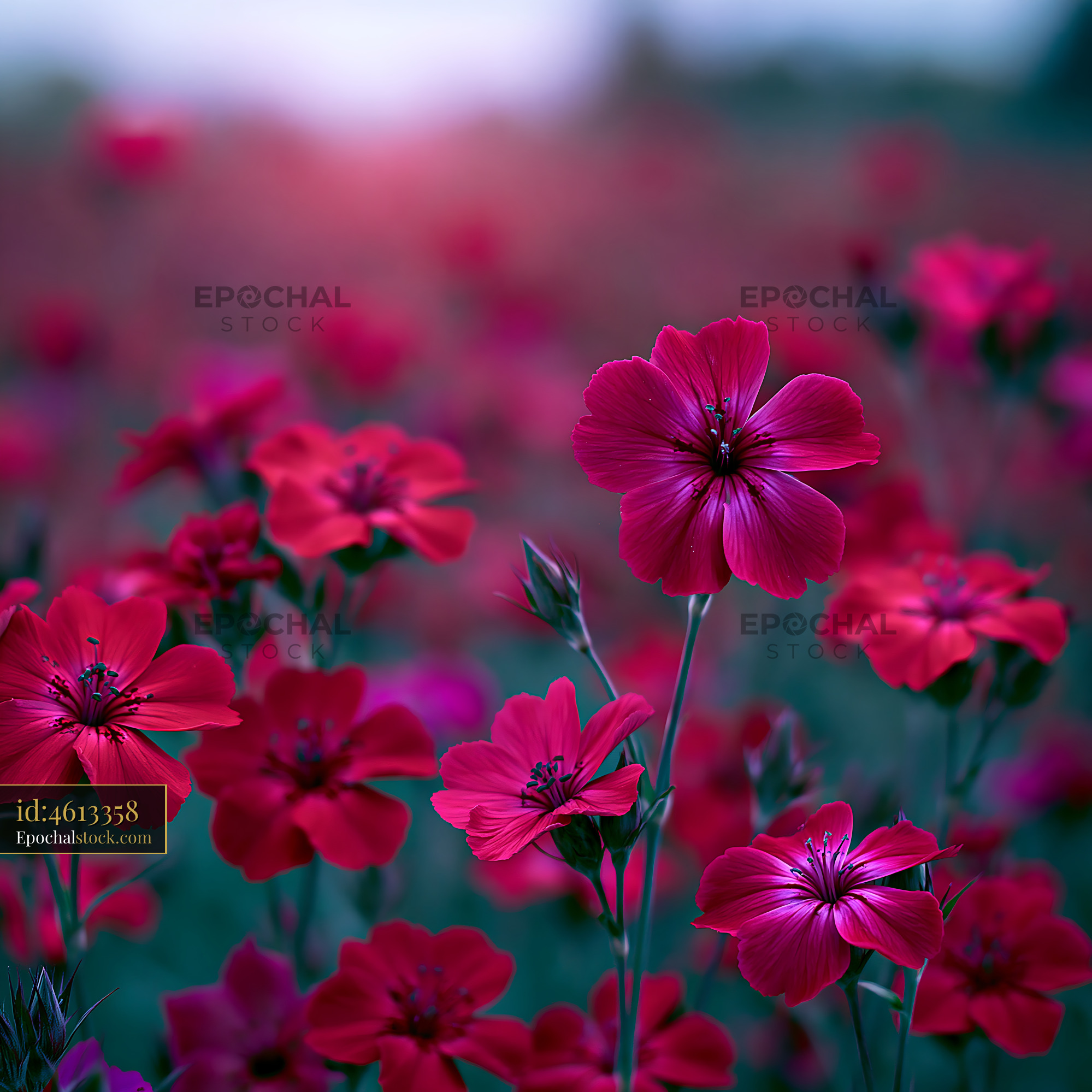 Watermarked full-resolution preview of Vibrant red flowers blooming in a field during sunset