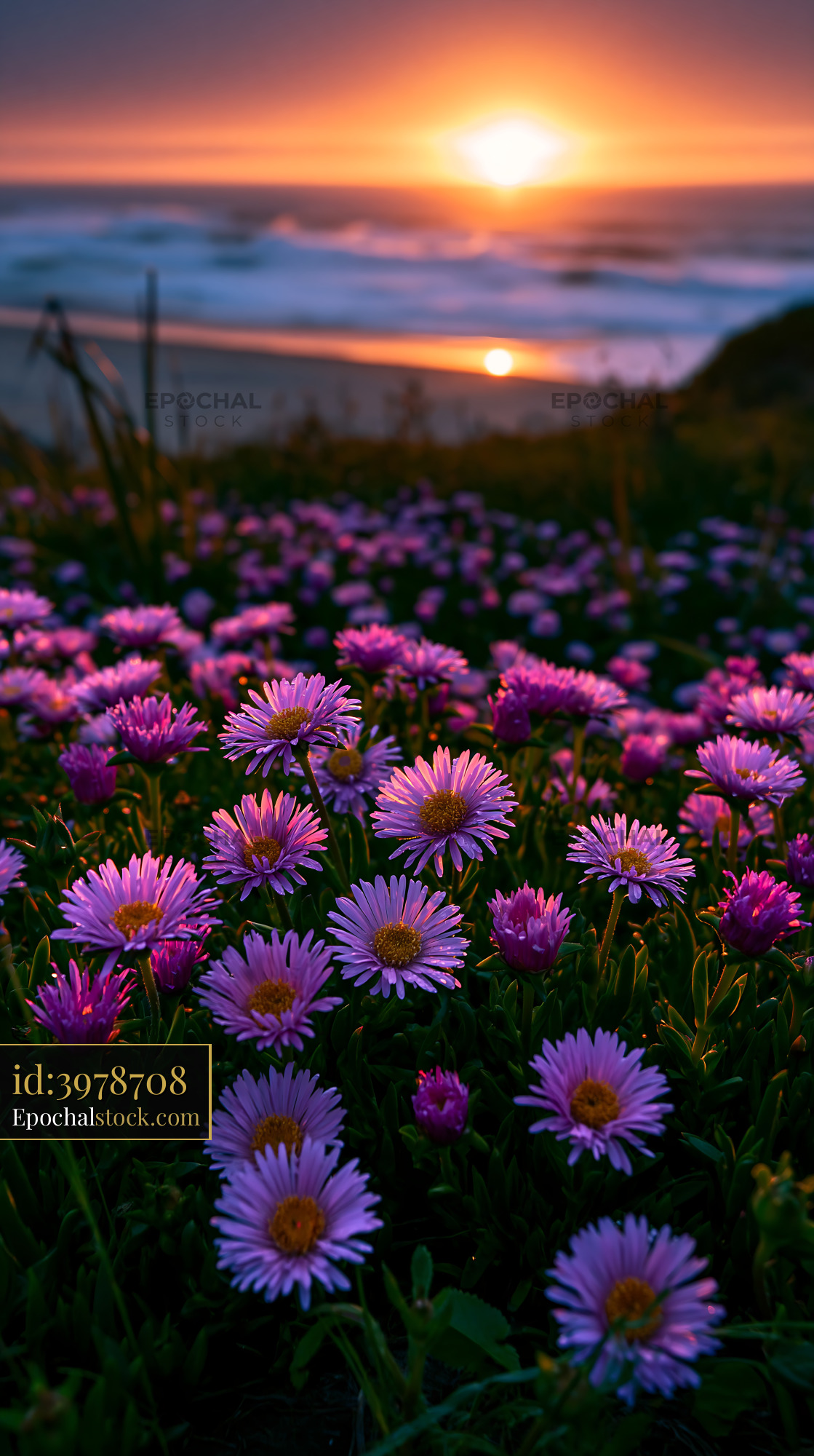 Flowers Bloom on Hilltop During Sunset by the Ocean - stock photo
