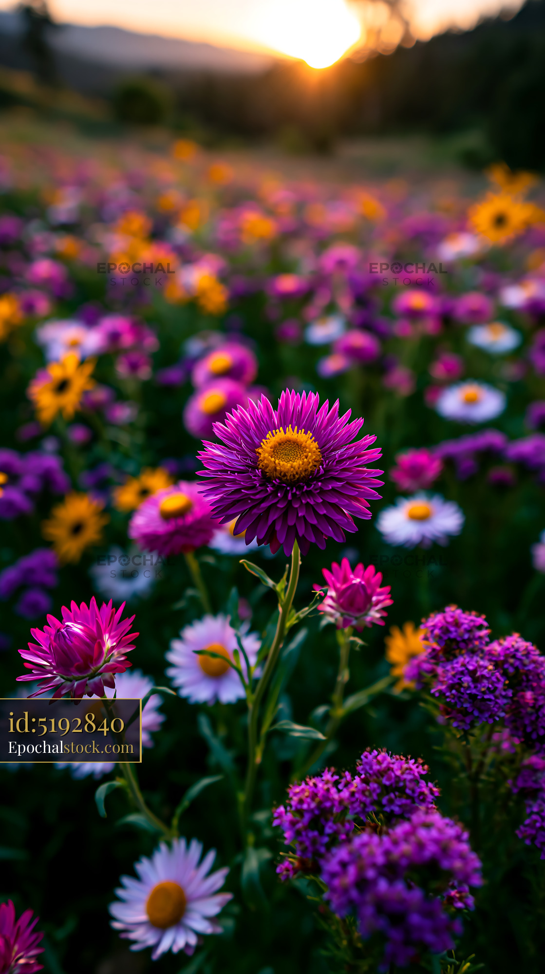 Watermarked full-resolution preview of Colorful flowers bloom in the field during sunset