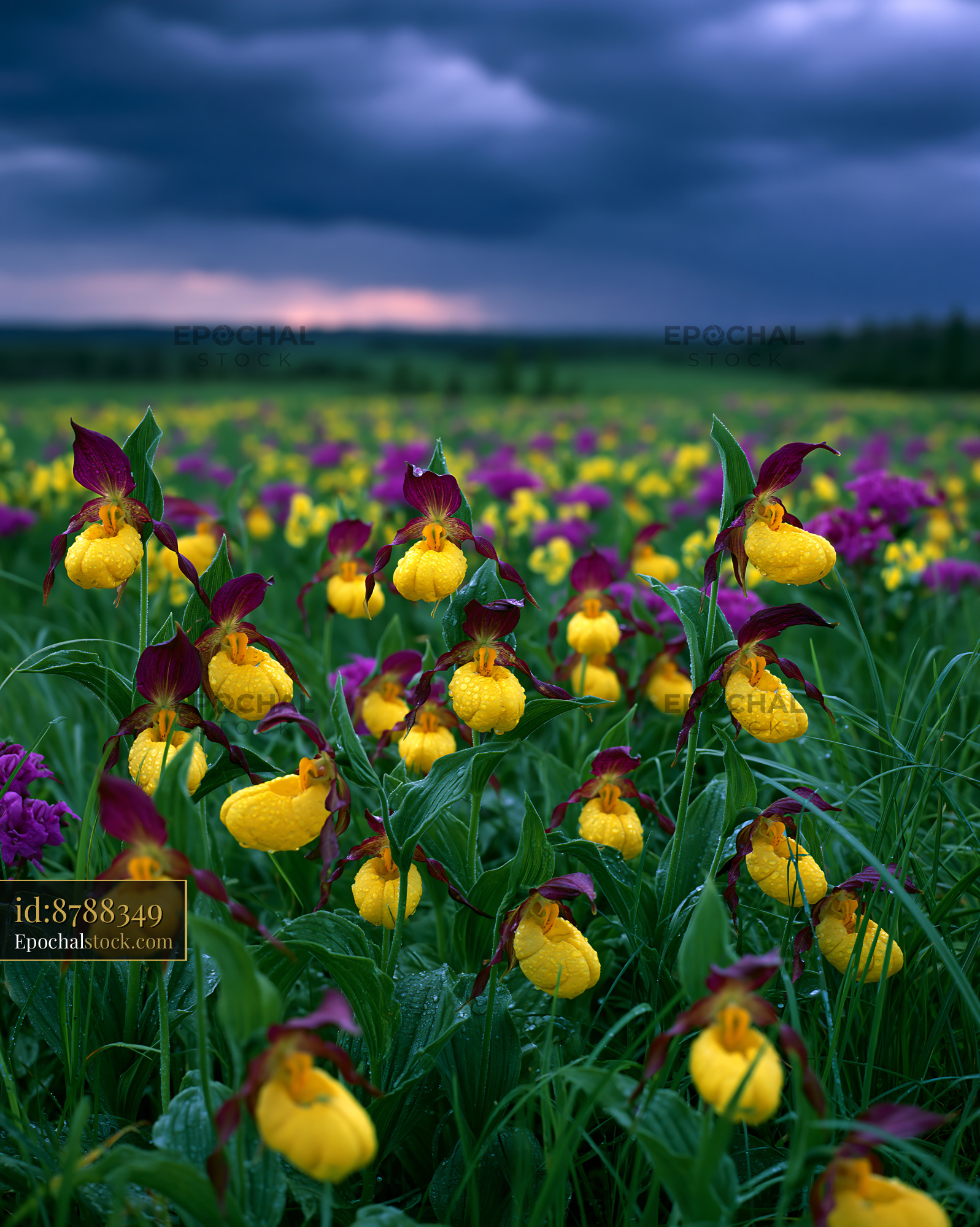 Watermarked full-resolution preview of Yellow and purple wildflowers bloom under dark clouds