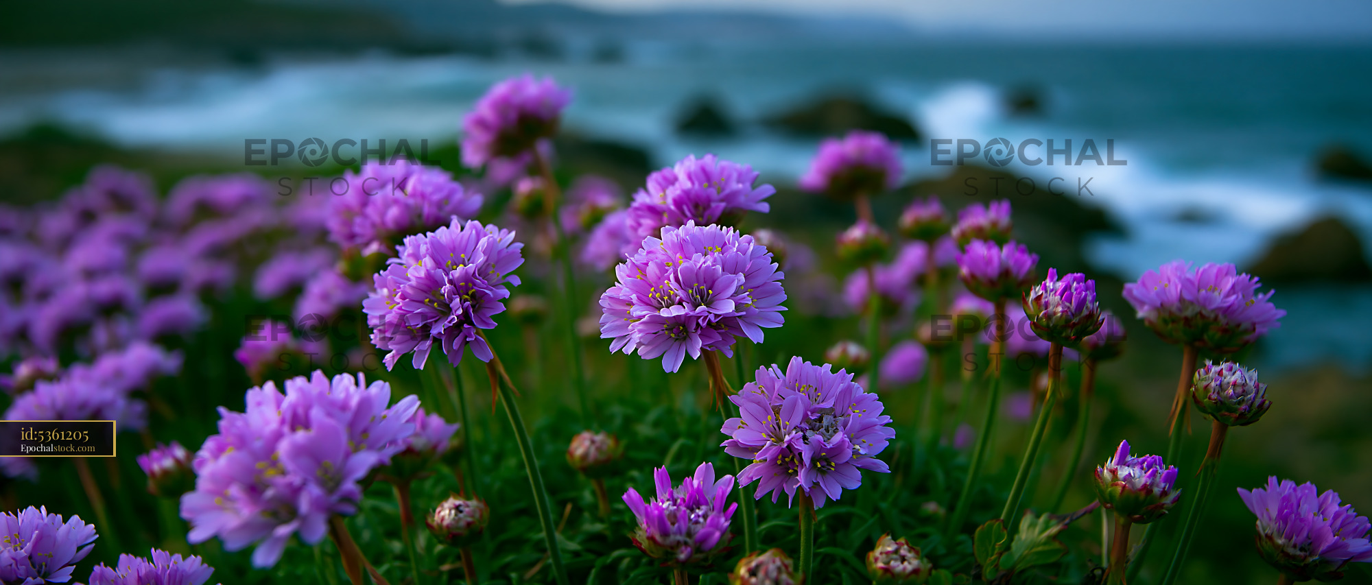 Watermarked full-resolution preview of Purple flowers by the coast under a cloudy sky