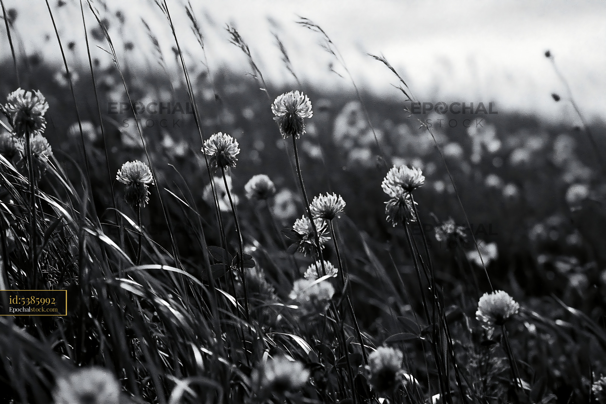 Watermarked full-resolution preview of Wildflower field in black and white at dusk