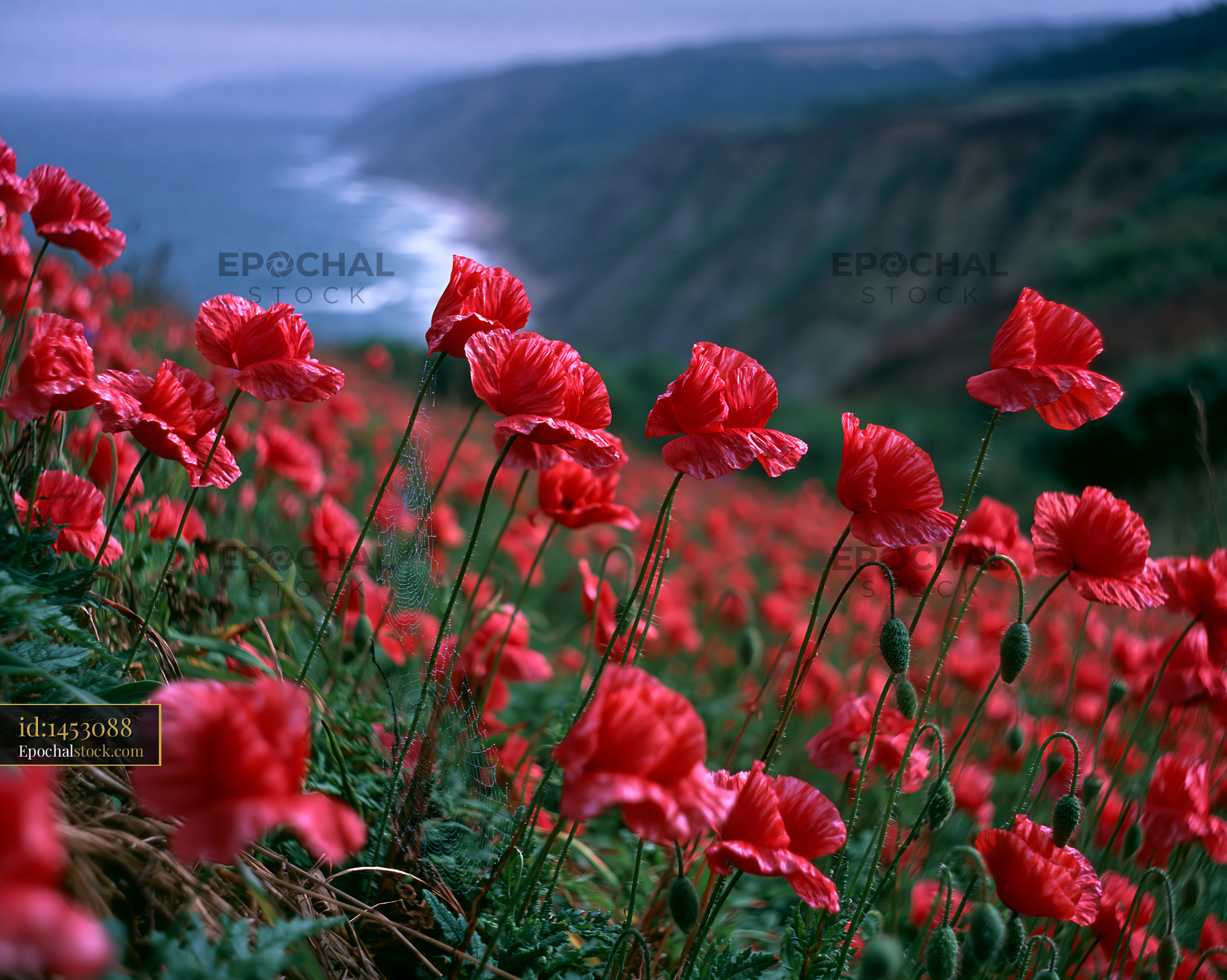 Watermarked full-resolution preview of Poppy flowers near a cliff by the sea on a cloudy day