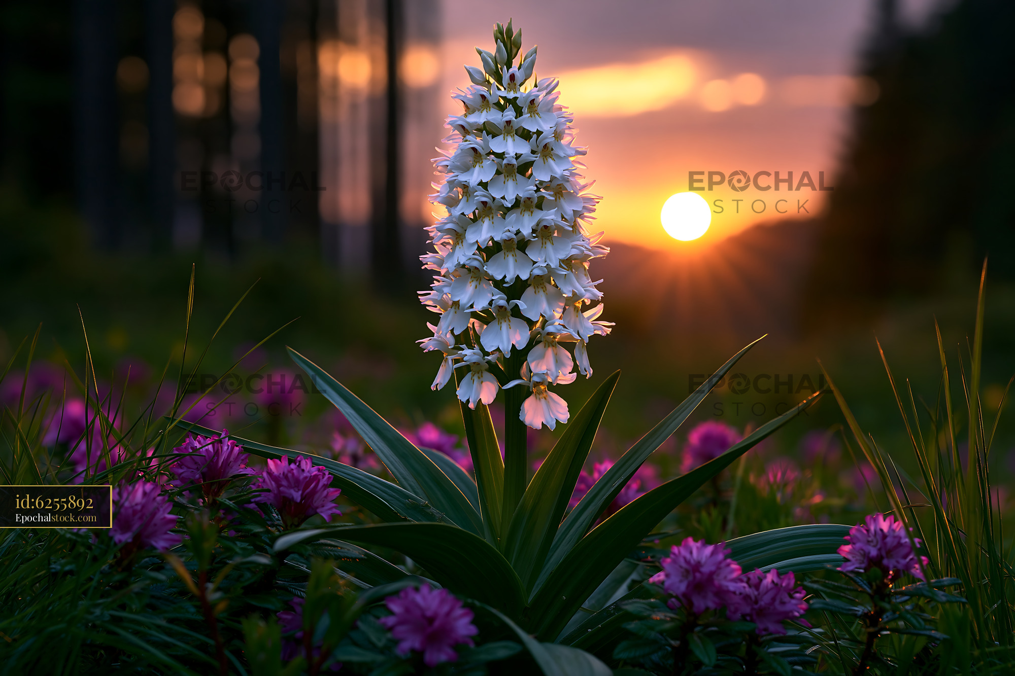 Watermarked full-resolution preview of White flower stands tall against a sunset in a field