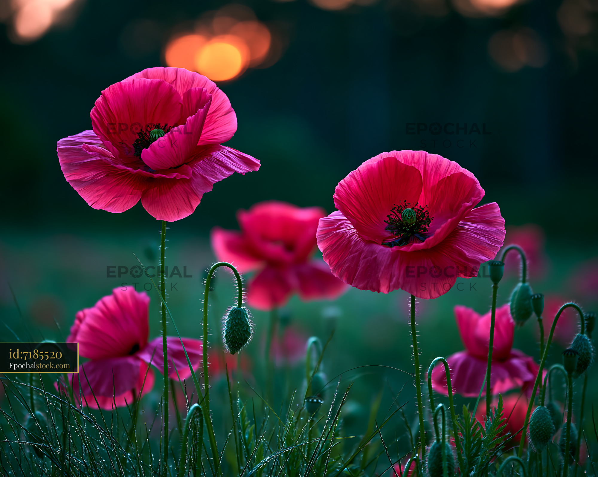 Poppies Stand Tall in a Field During Sunset Lighting up the Sky - stock photo