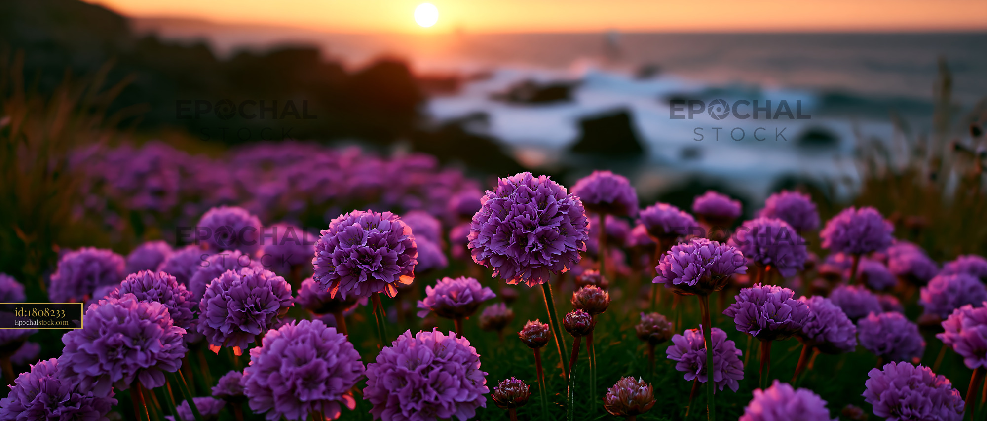 Watermarked full-resolution preview of Purple flowers bloom at sunset near the ocean