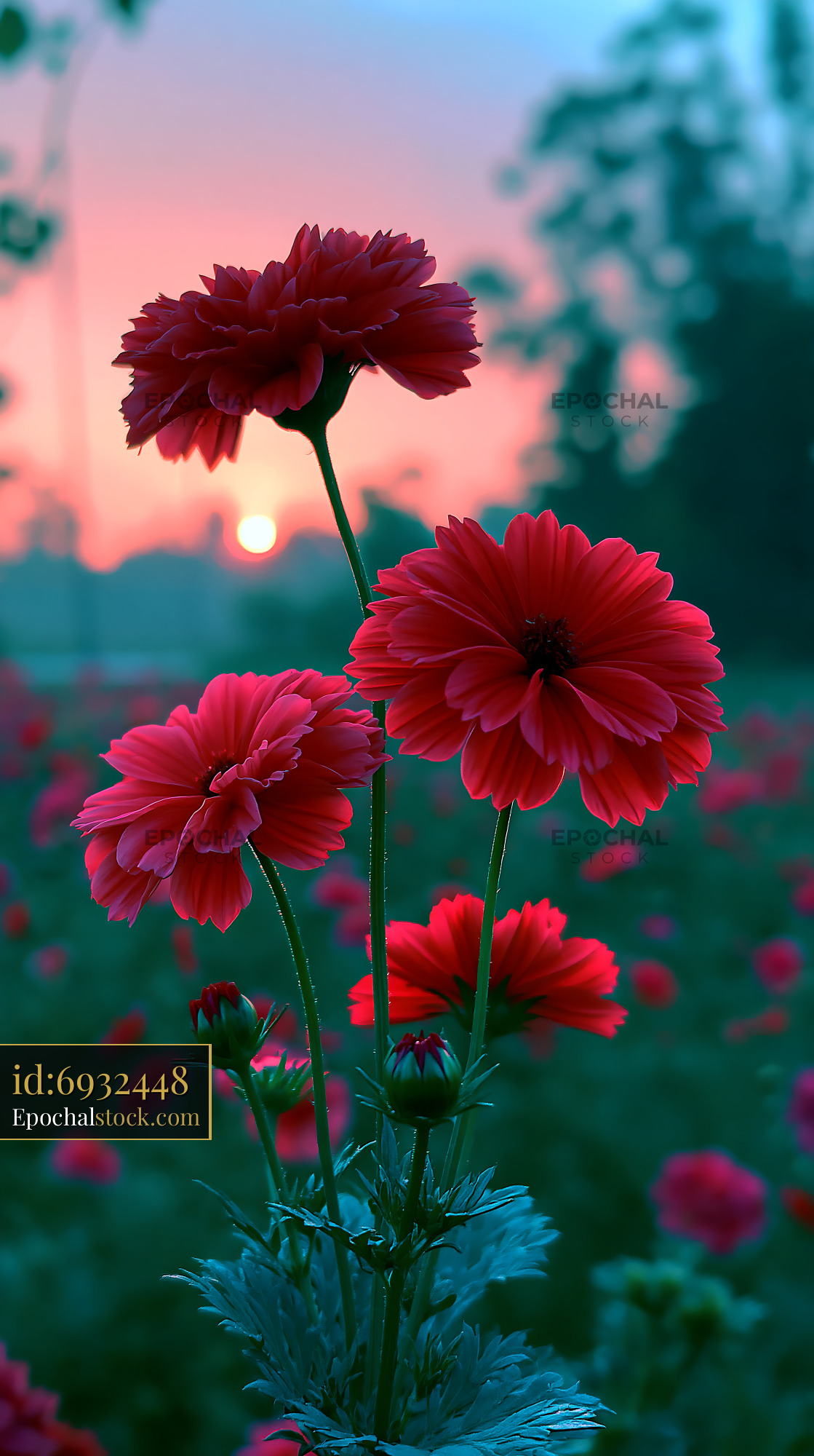 Watermarked full-resolution preview of Red flowers against a sunset in a blooming field