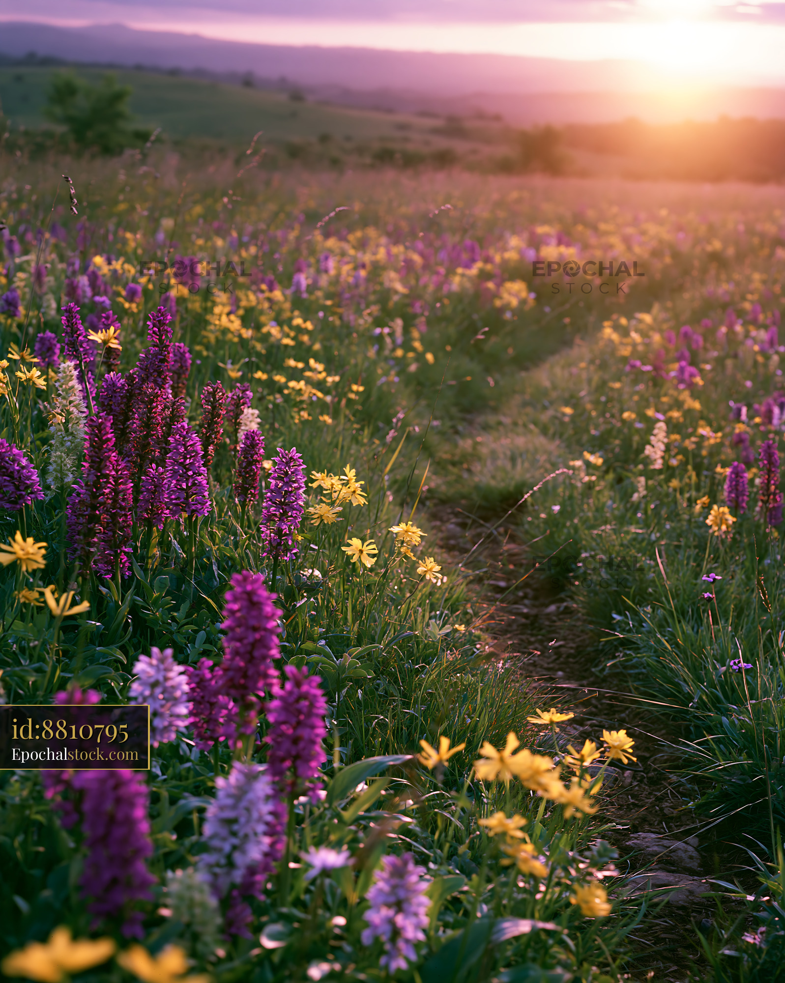 Wild Orchid Blooming in a Colorful Meadow During Sunset - stock photo