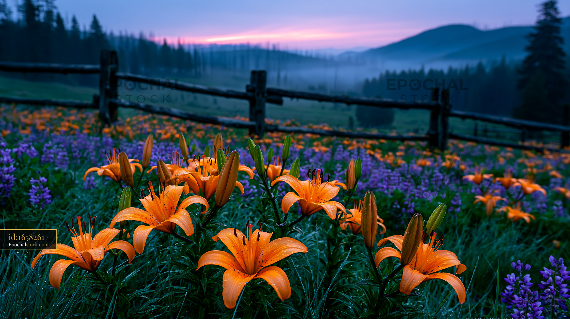Watermarked full-resolution preview of Colorful flowers bloom in the early morning light on a hillside