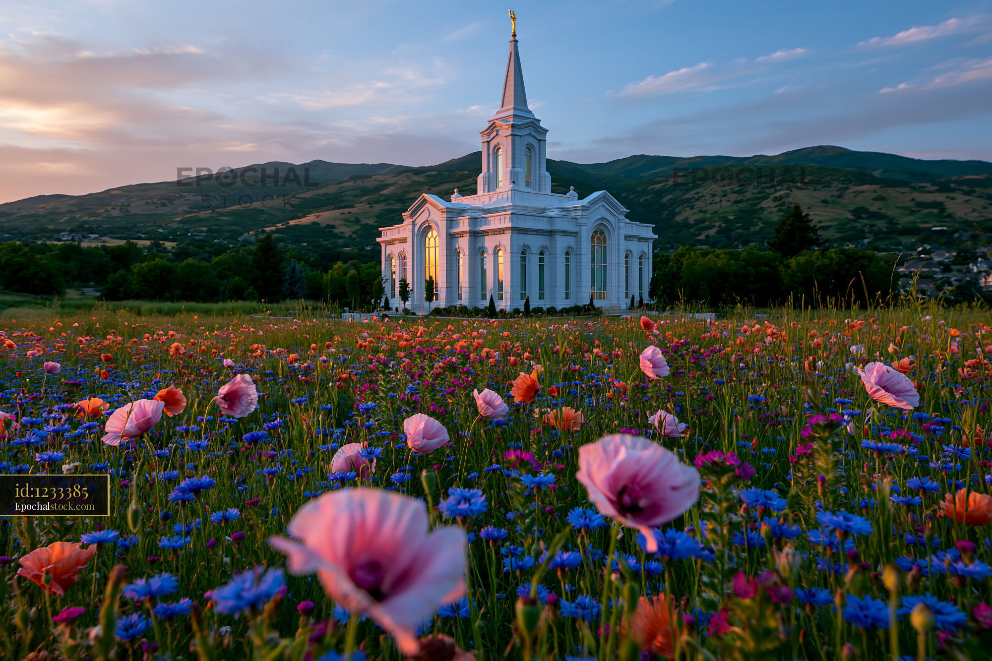 Watermarked full-resolution preview of Colorful flowers in a field with a white church in the background