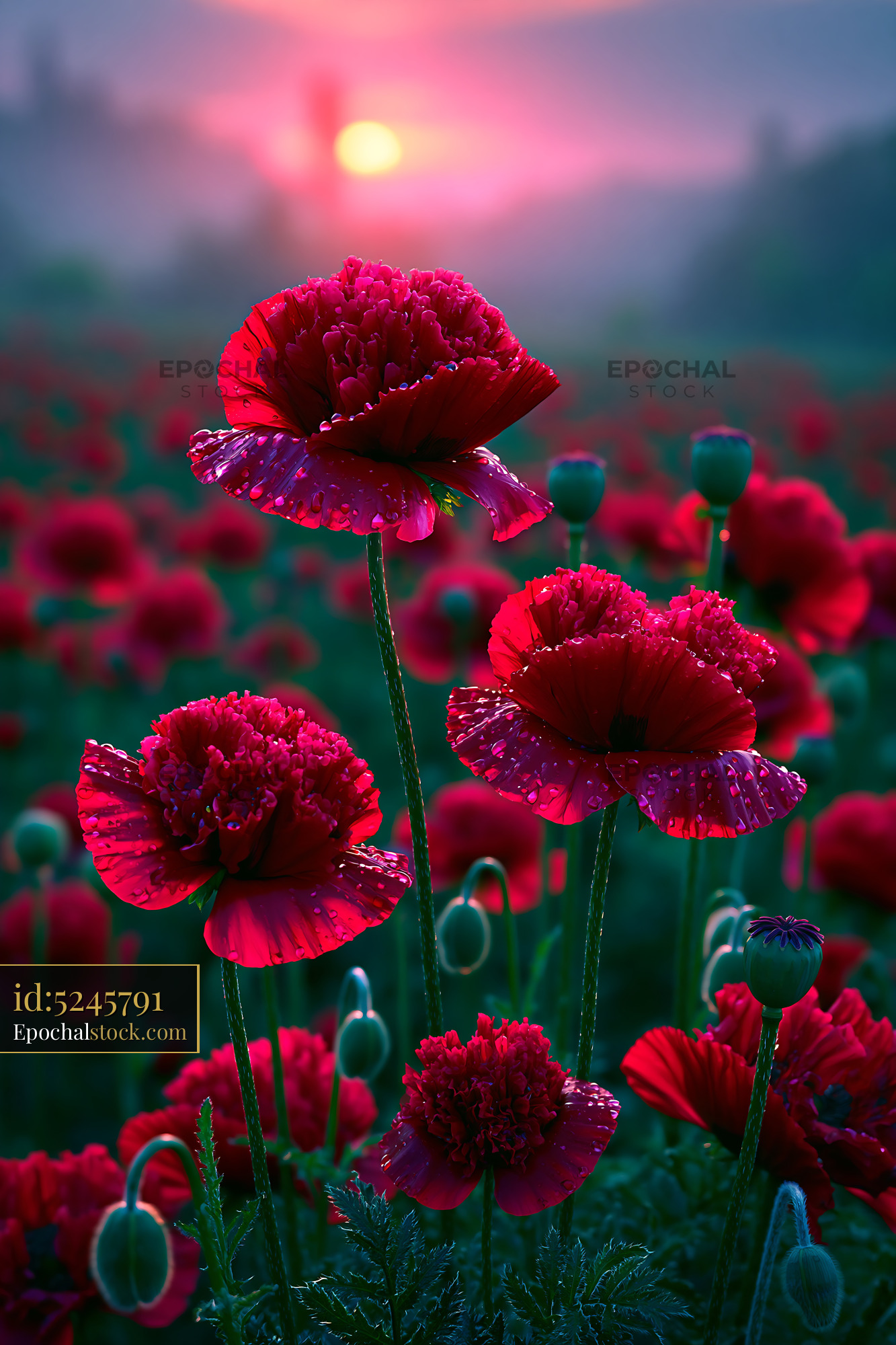 Watermarked full-resolution preview of Red poppies bloom in a field at sunset