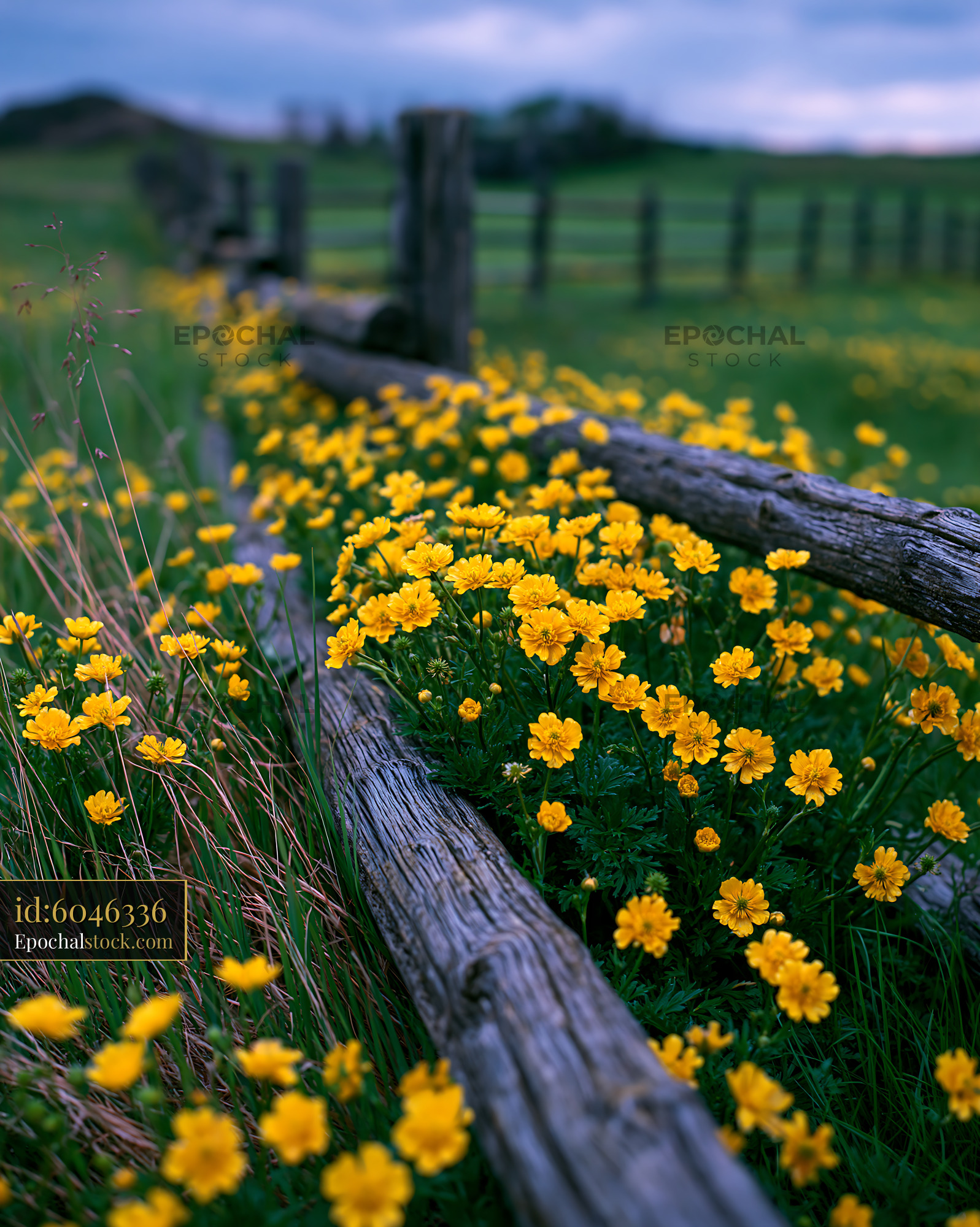 Watermarked full-resolution preview of Yellow flowers beside a wooden fence in a green field