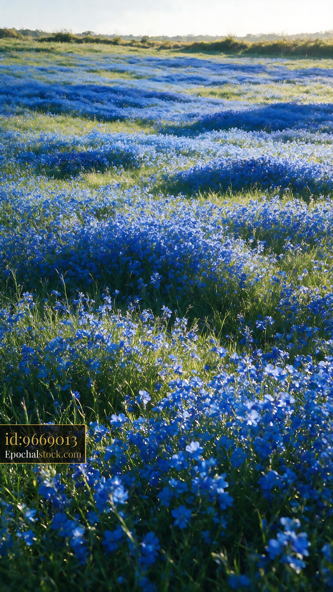 Watermarked full-resolution preview of Blue flowers cover a green field under bright sunlight