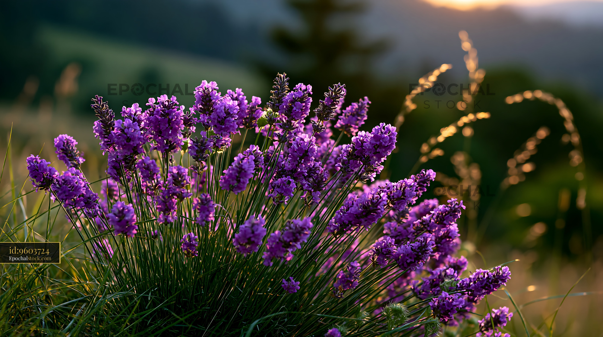 Lavender Flowers Grow in a Field During Sunset Light - stock photo
