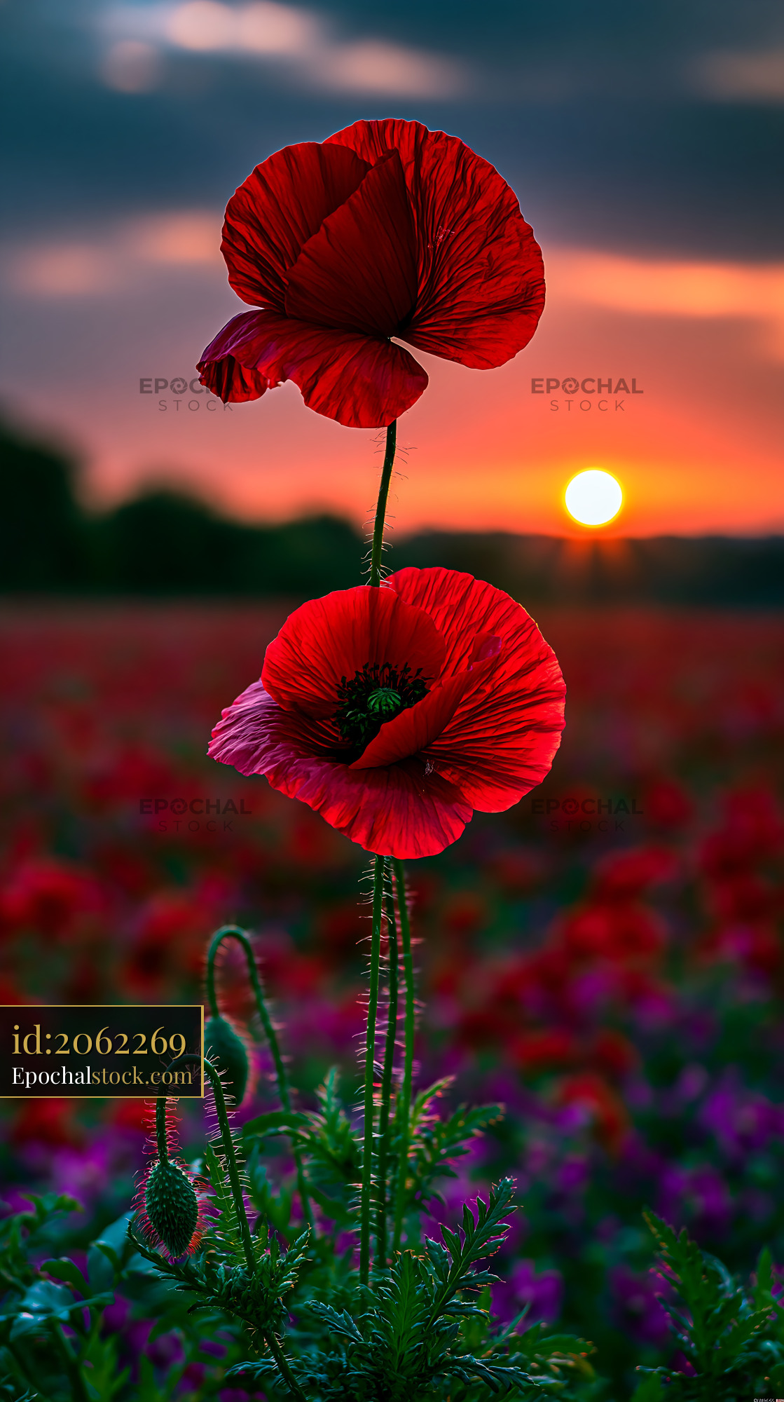 Watermarked full-resolution preview of Bright red poppies against a sunset sky in a flower field