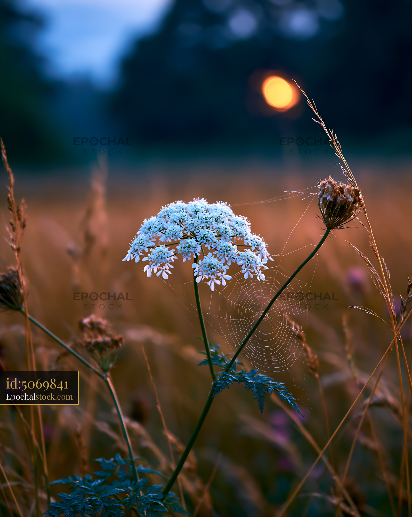 Watermarked full-resolution preview of Flowers with spider web at sunset in a field