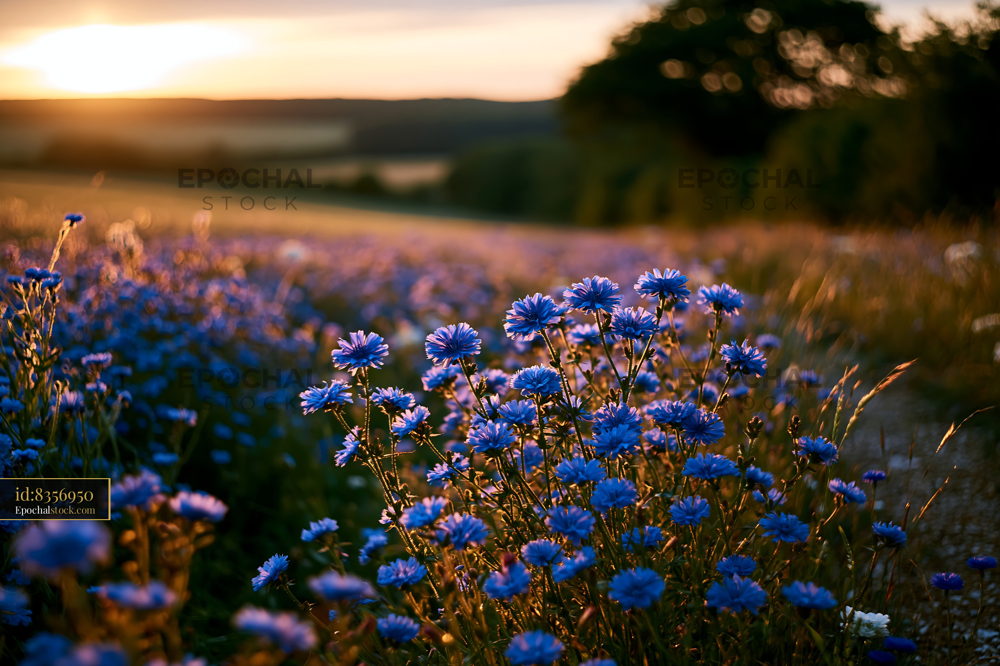 Watermarked full-resolution preview of Blue flowers bloom in a field during sunset