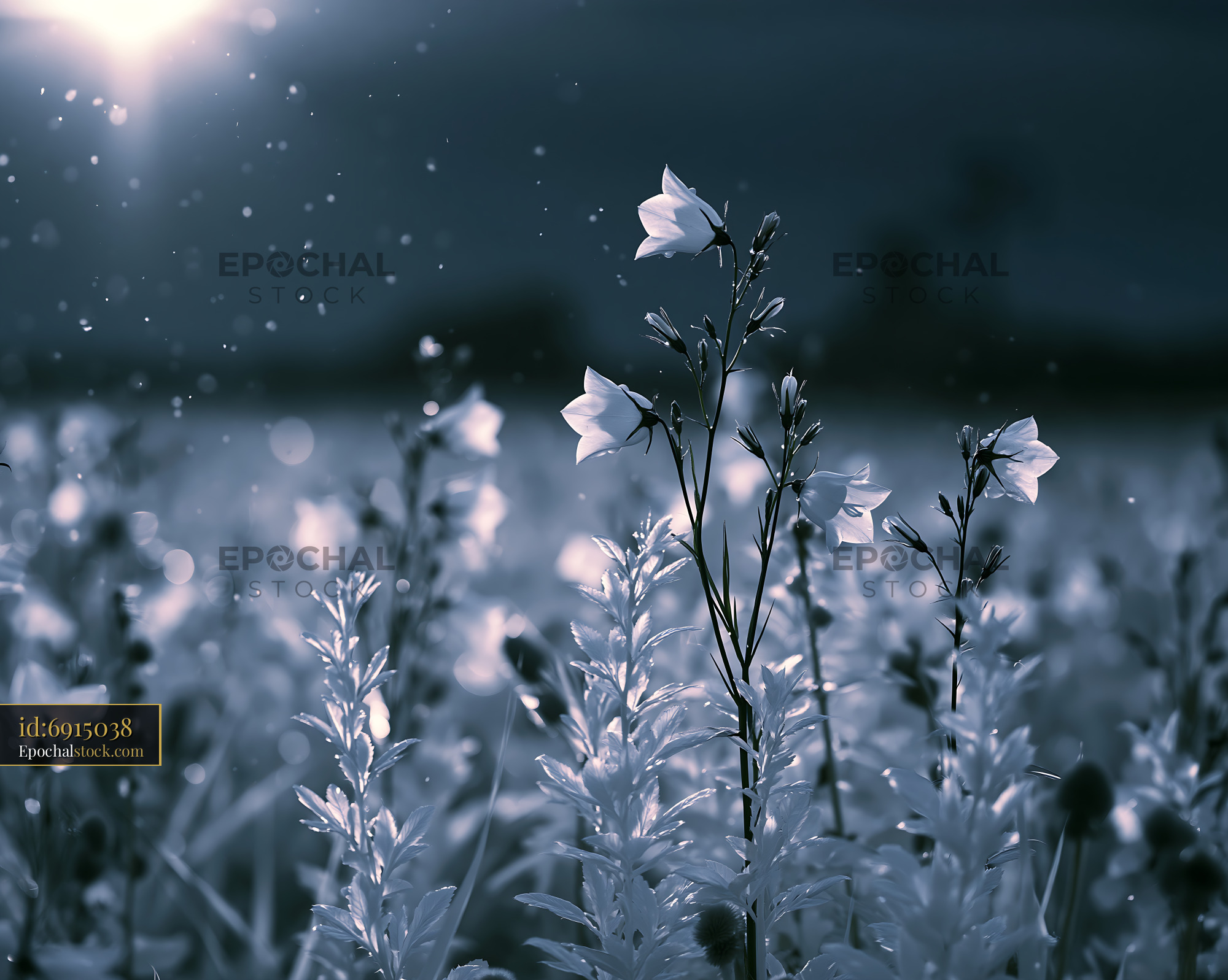 Watermarked full-resolution preview of Flowers in a field with sunlight in the background