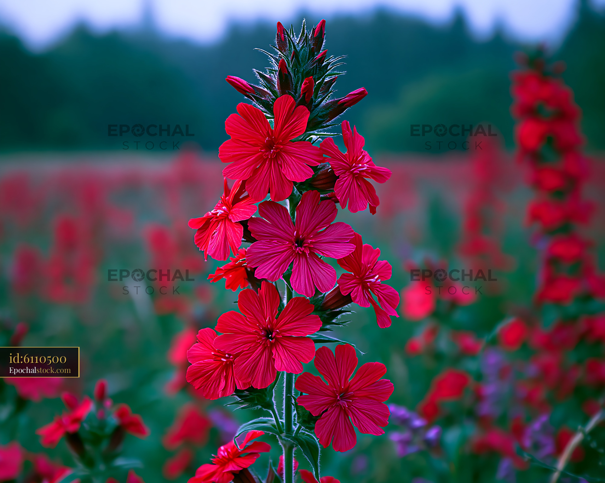 Watermarked full-resolution preview of Bright red flowers bloom in a field during daytime