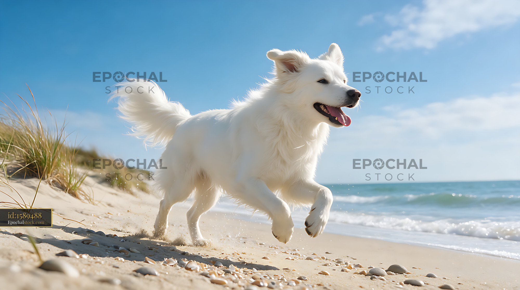 Watermarked full-resolution preview of Fluffy white dog running beside the sea