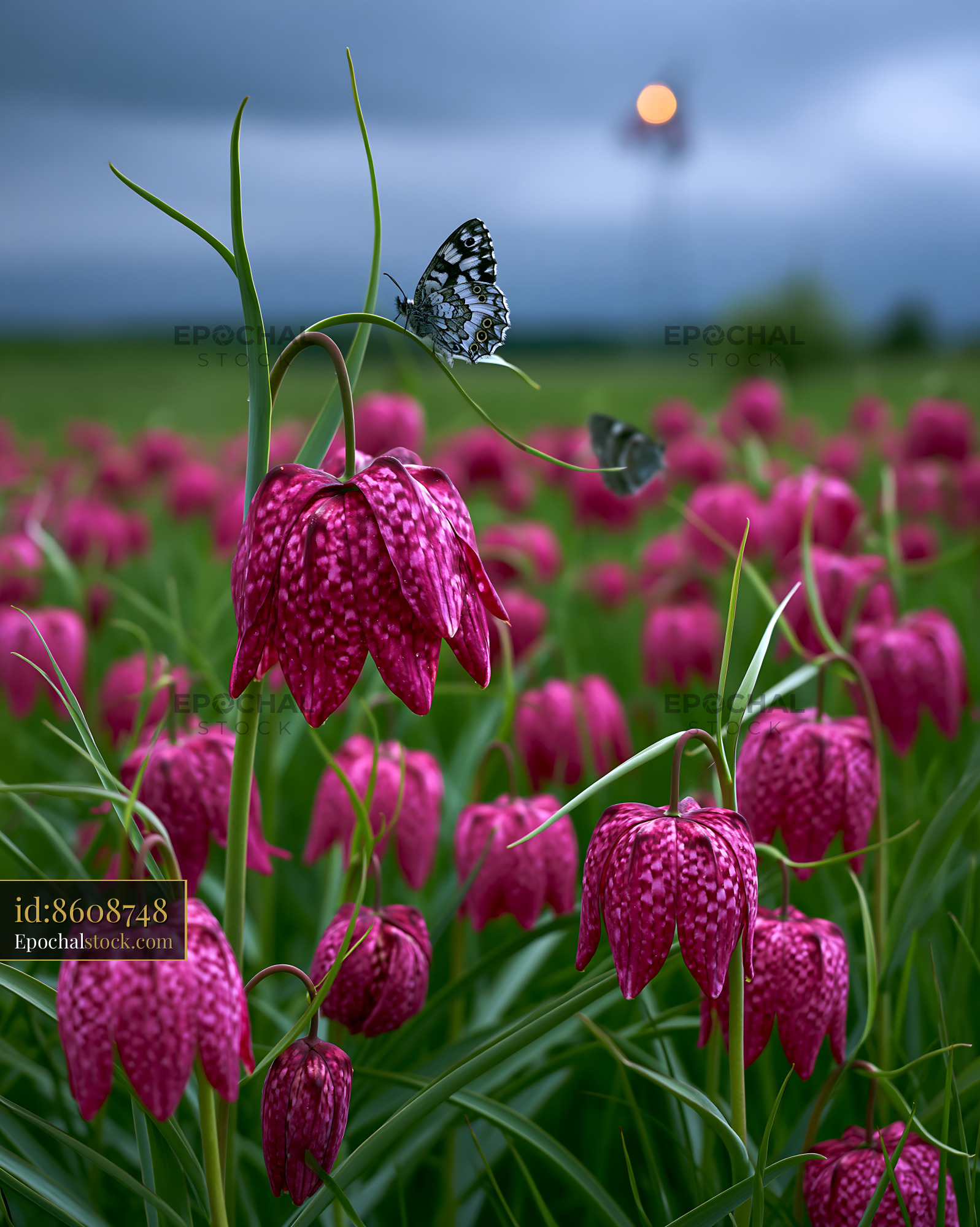 Watermarked full-resolution preview of Butterfly resting on pink flowers in a field during cloudy weather