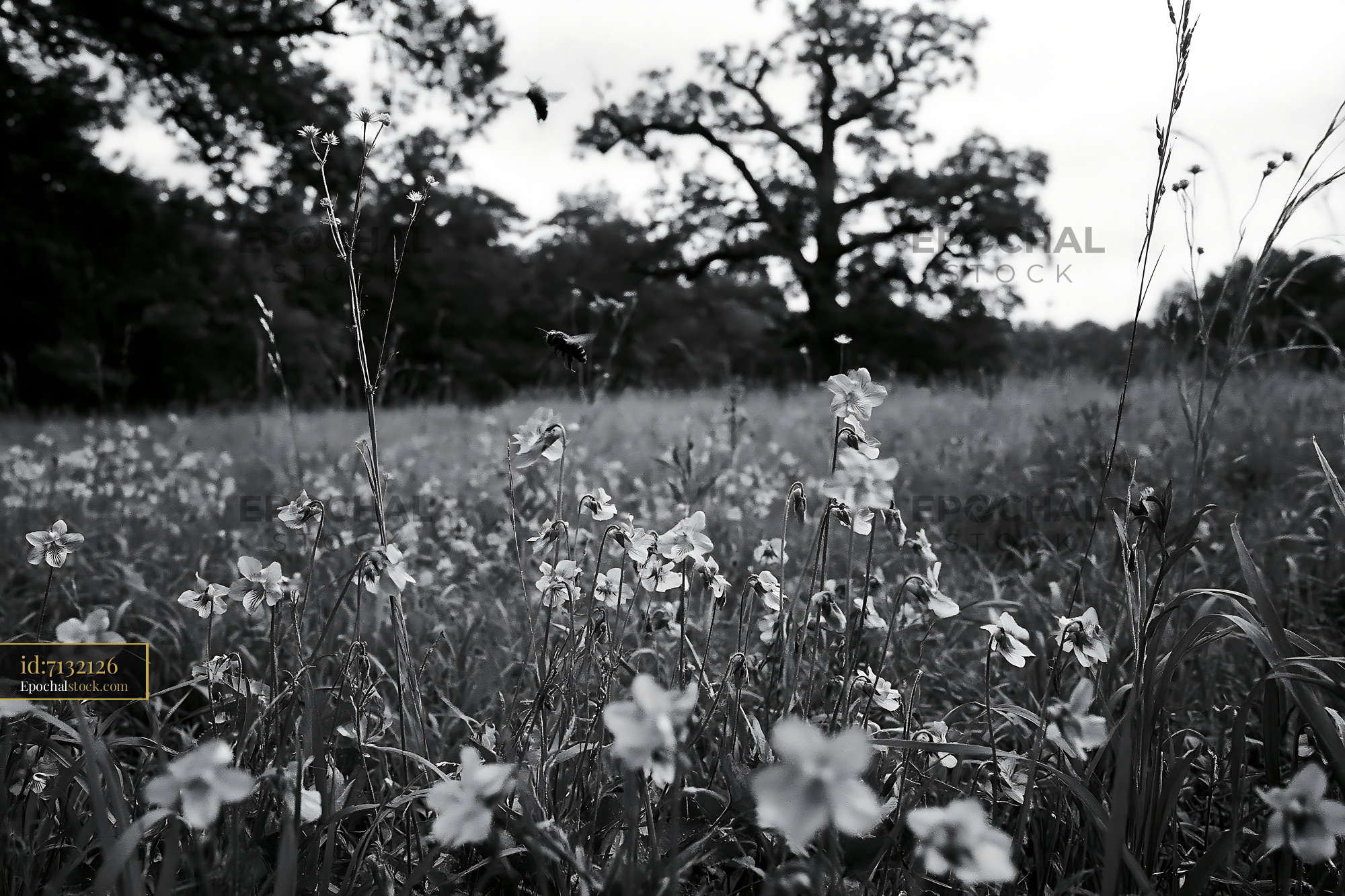 Watermarked full-resolution preview of Black and white flowers in a grassy field under a tree