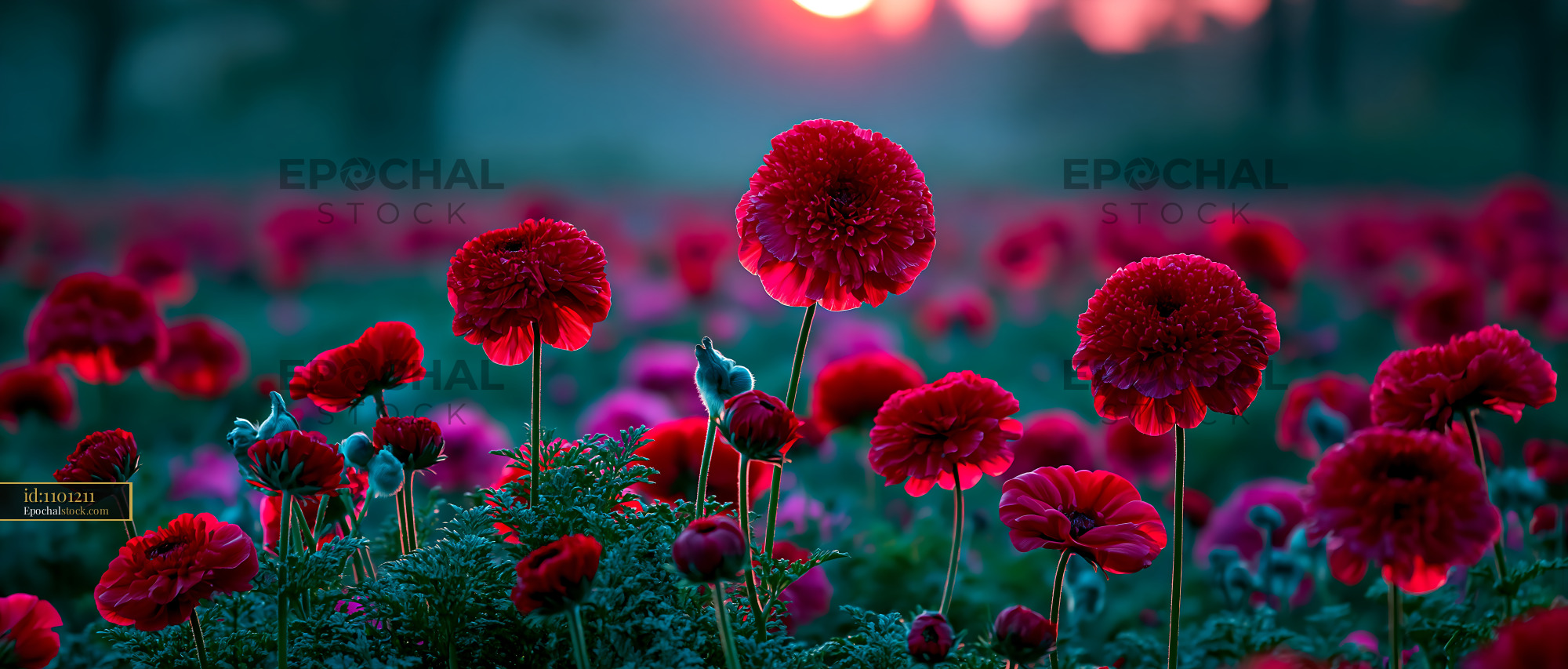Watermarked full-resolution preview of Vibrant flowers bloom at sunset in a colorful field