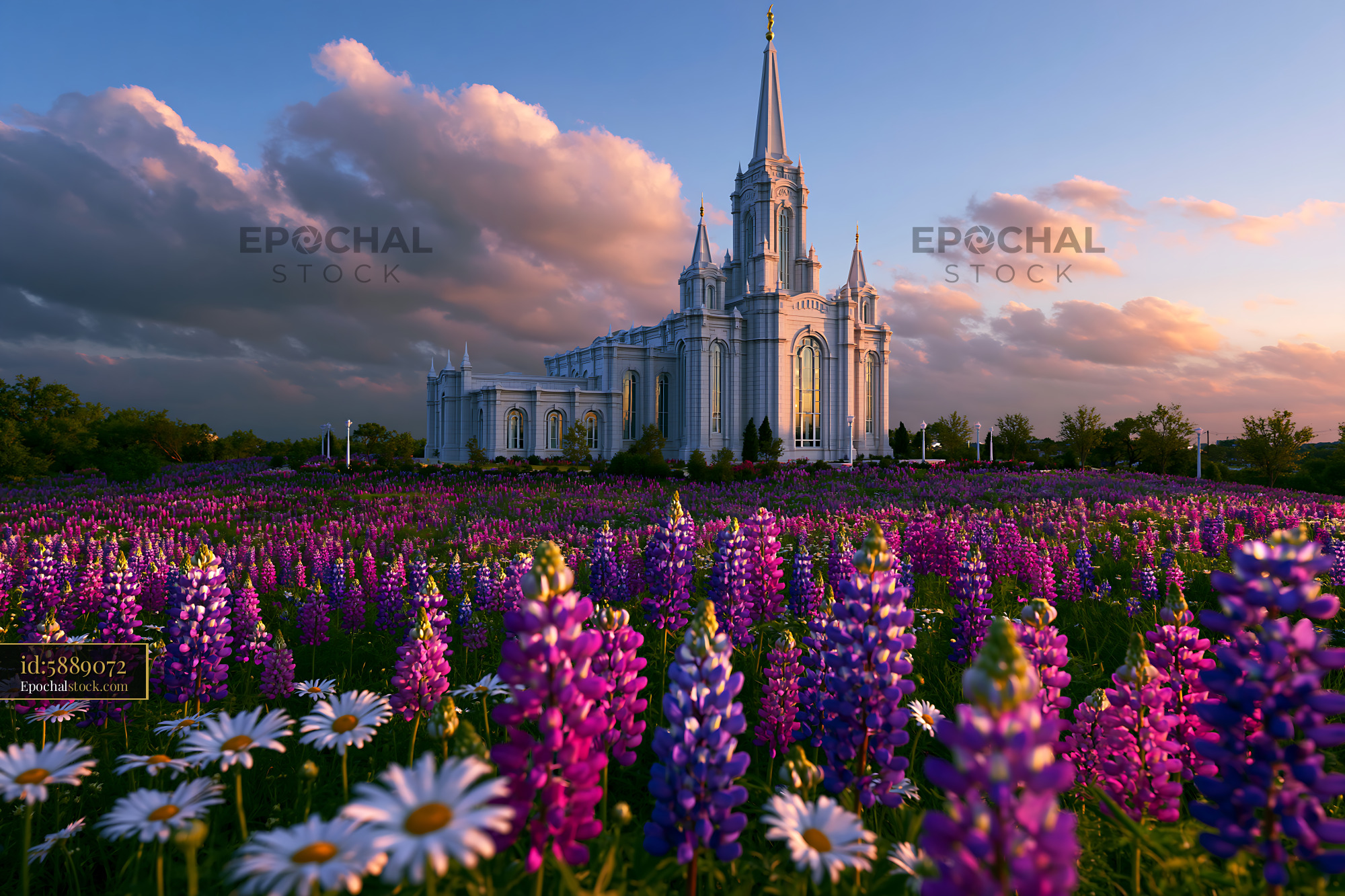 Watermarked full-resolution preview of Flowers and church building during sunset with clouds in sky