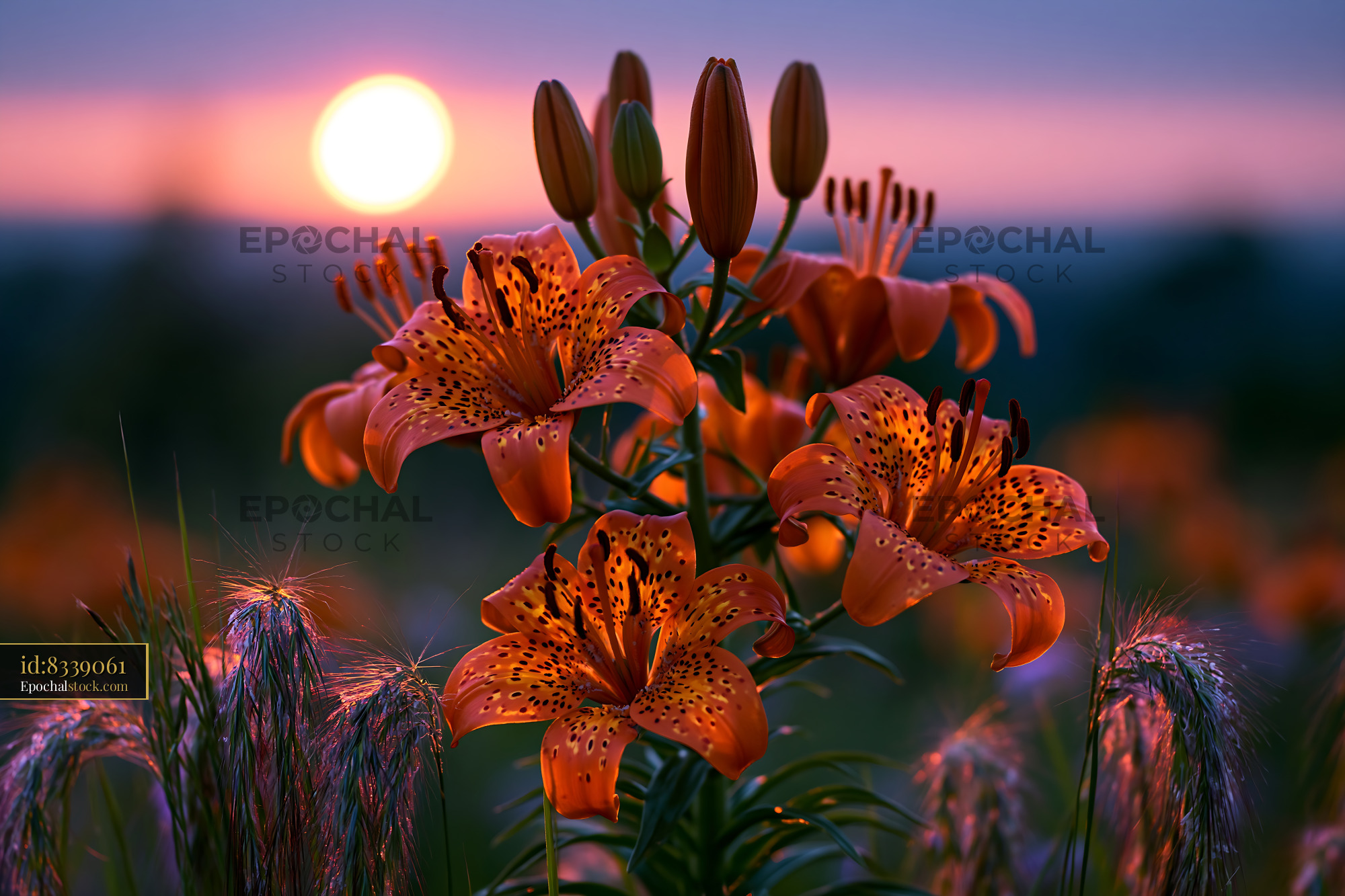 Watermarked full-resolution preview of Sunset over a field with orange flowers and grass