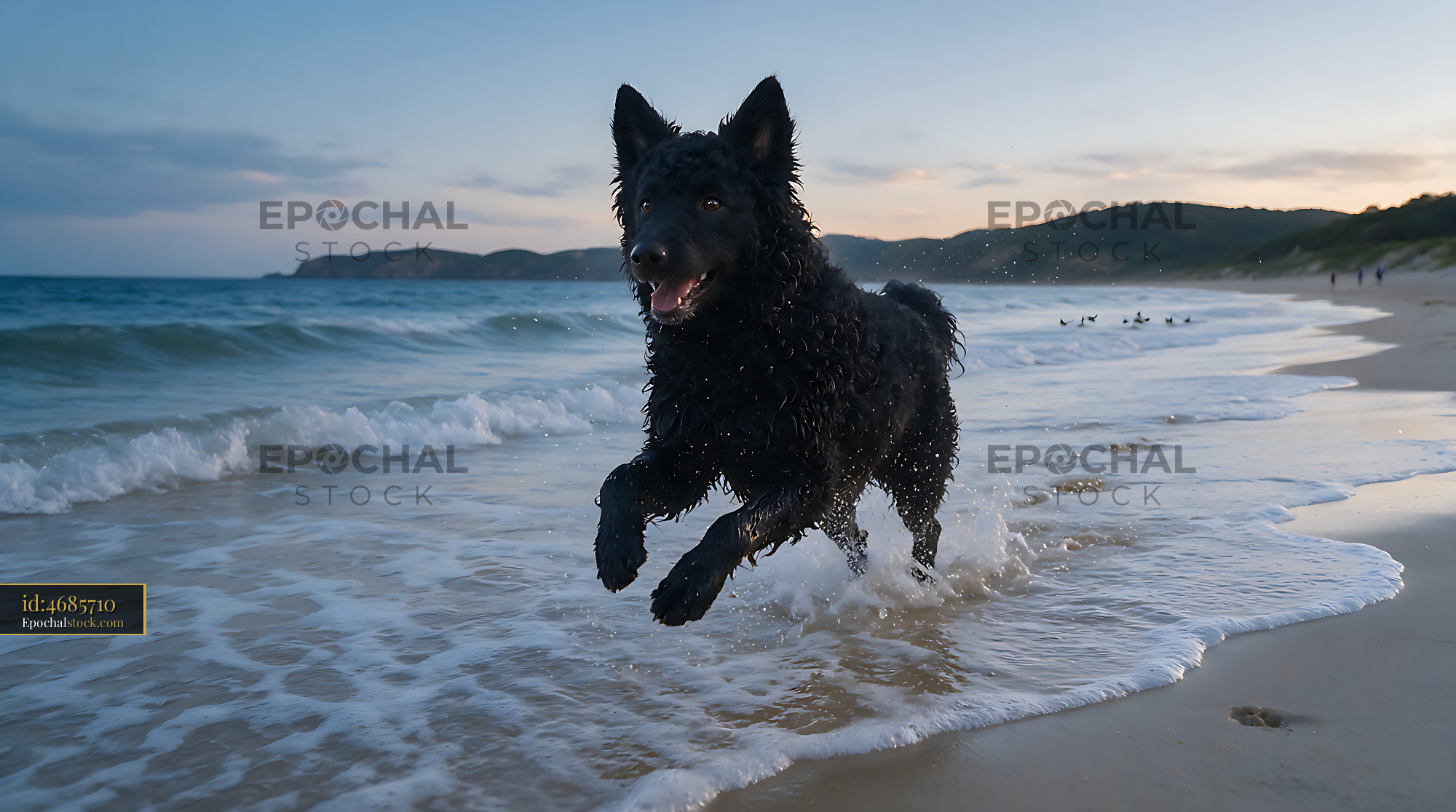 Watermarked full-resolution preview of Wet black dog splashing through beach waves